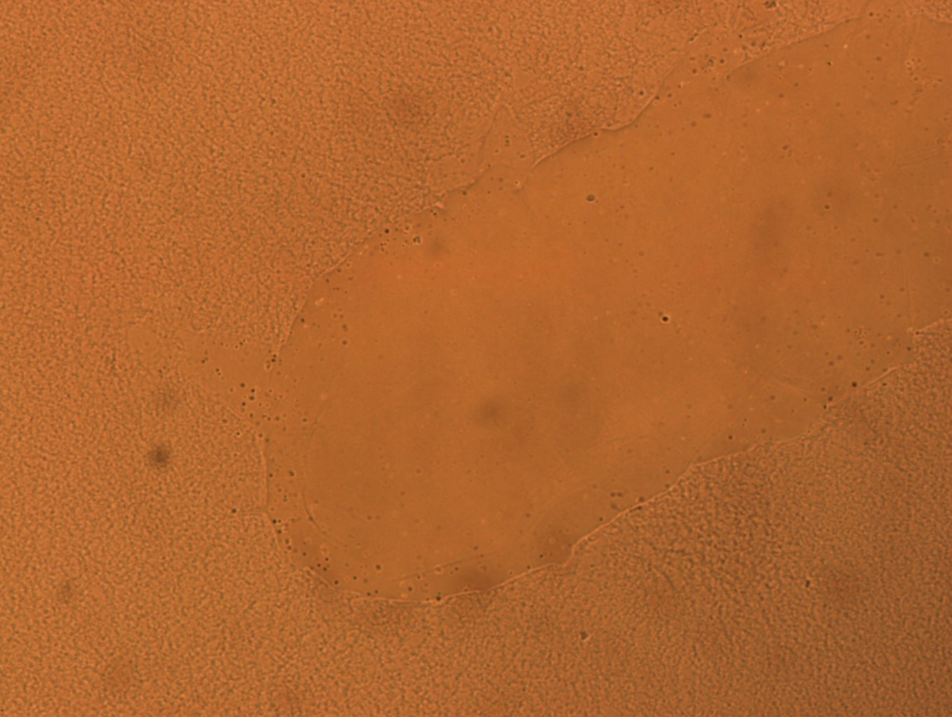 Batillipes minius image