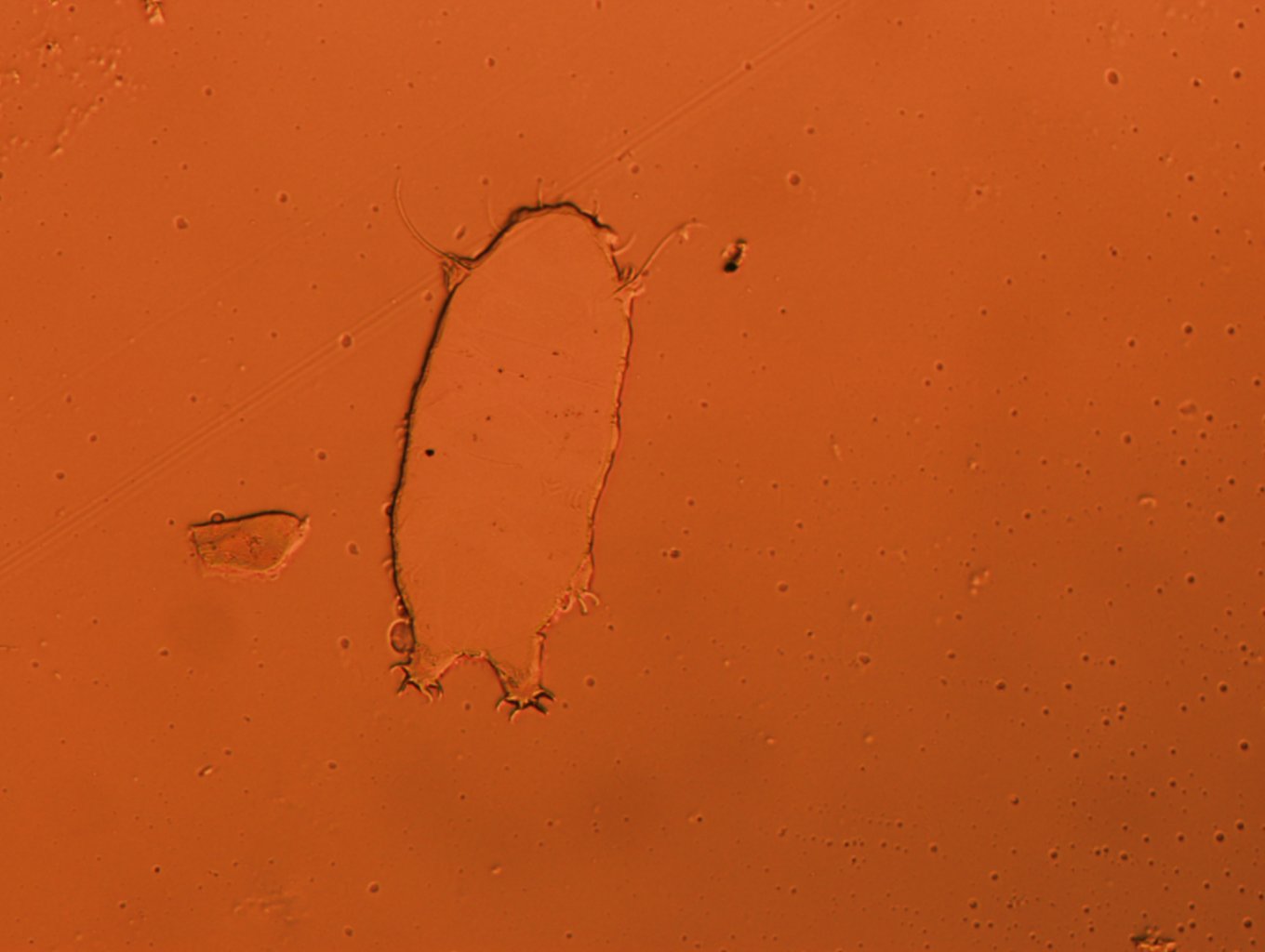 Bryodelphax tatrensis image