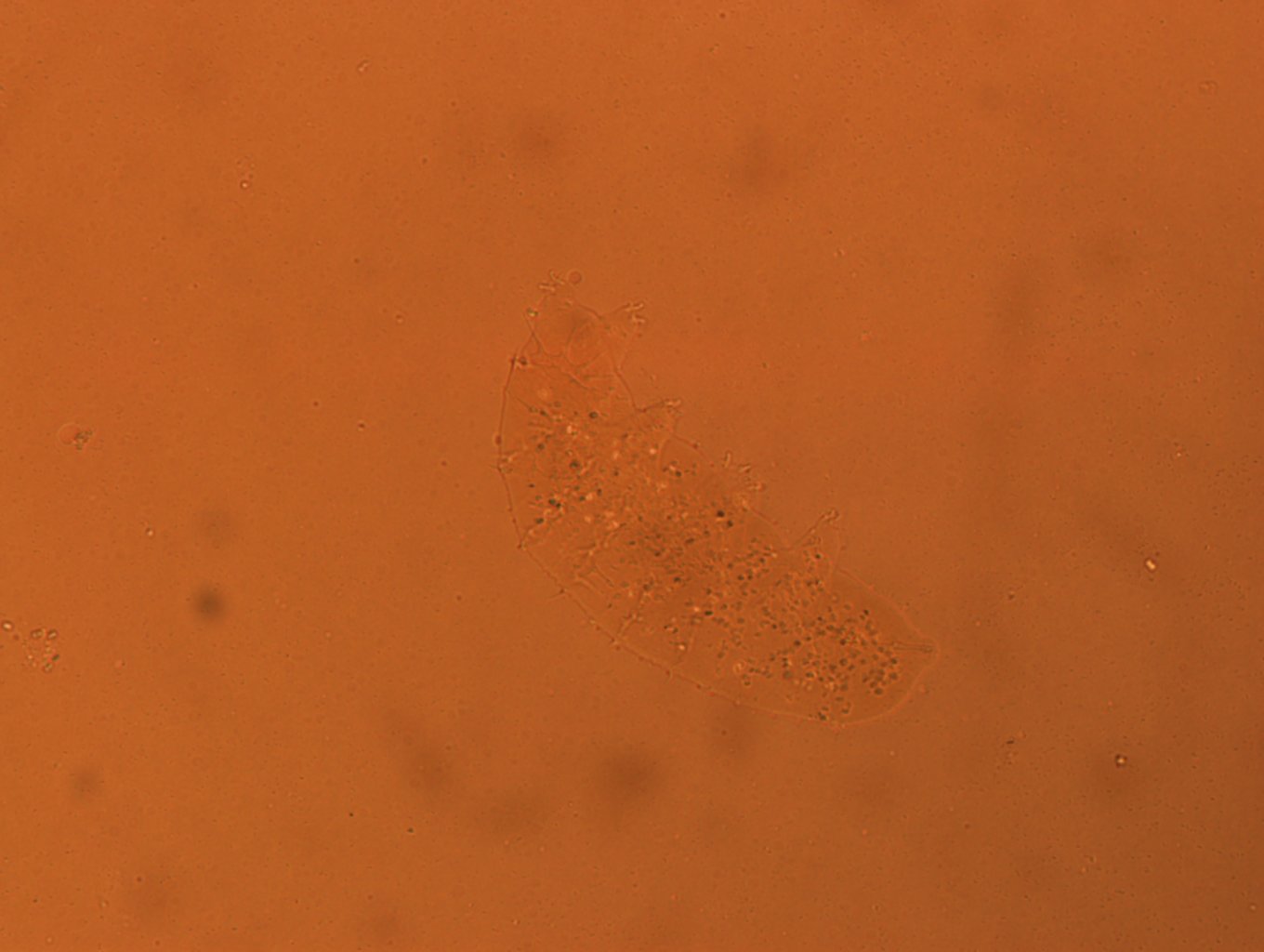 Calohypsibius ornatus image