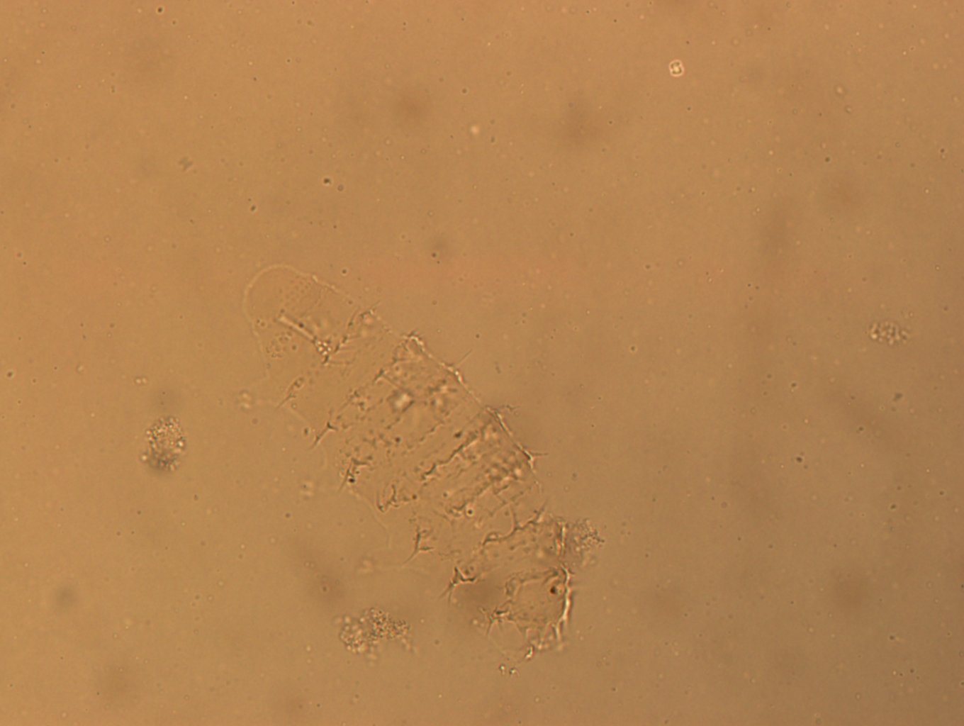 Calohypsibius ornatus image