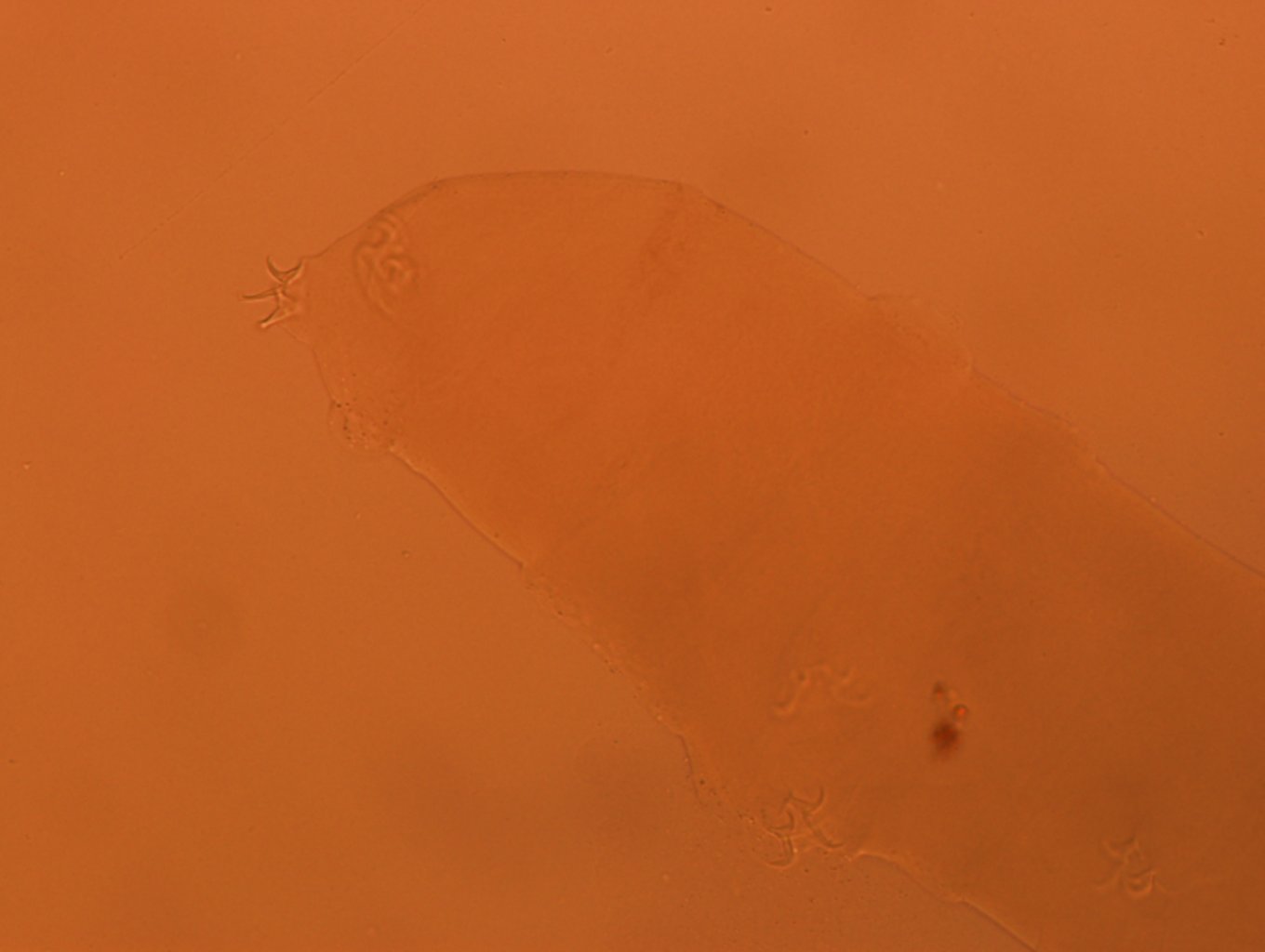 Adropion scoticum image