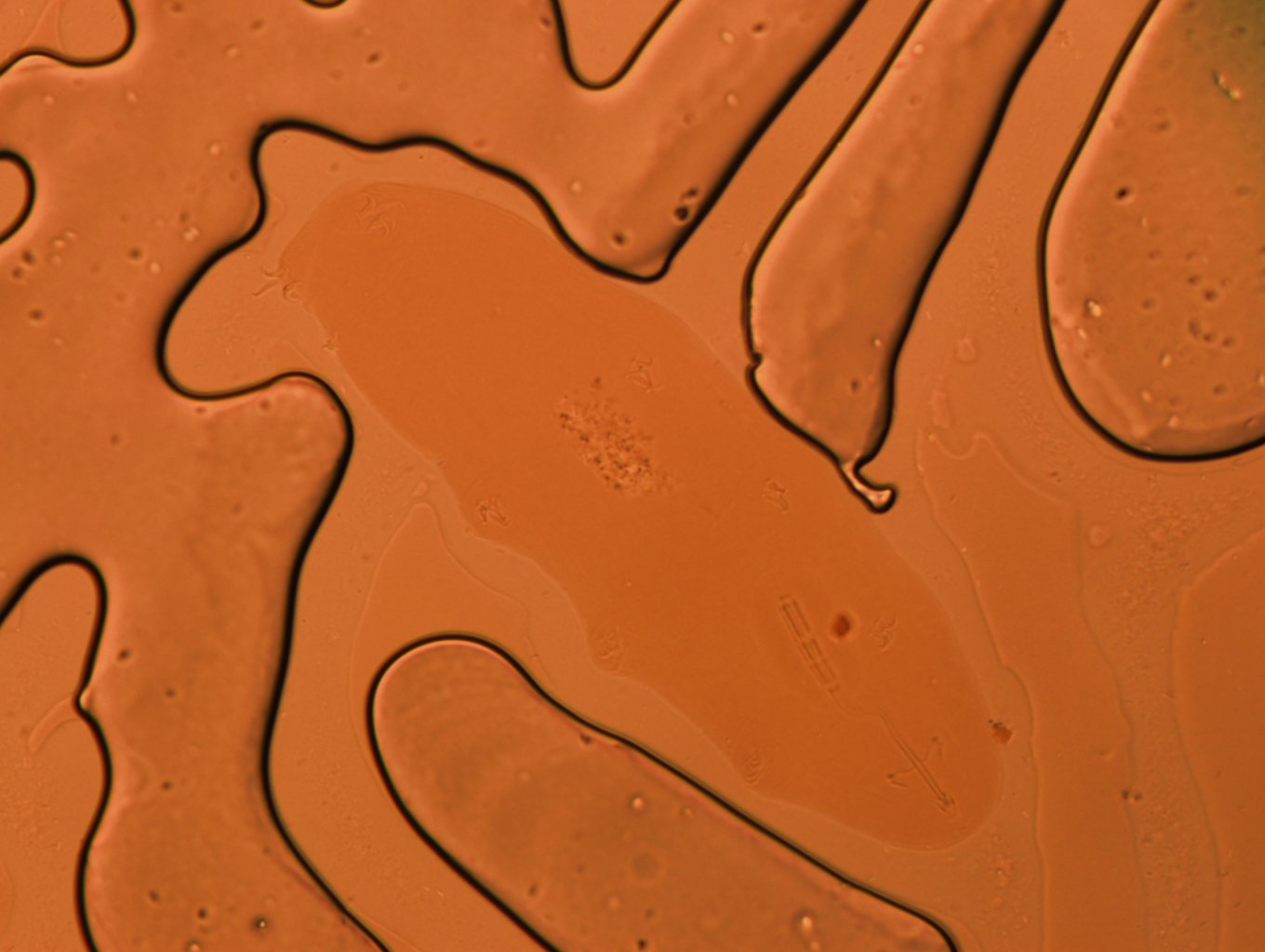 Adropion scoticum image