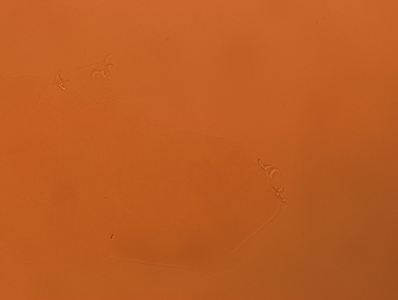 Adropion scoticum image
