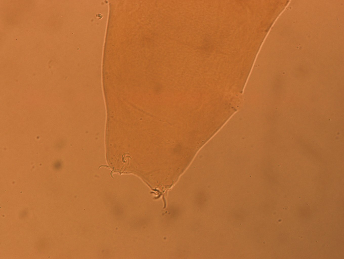 Itaquascon simplex image