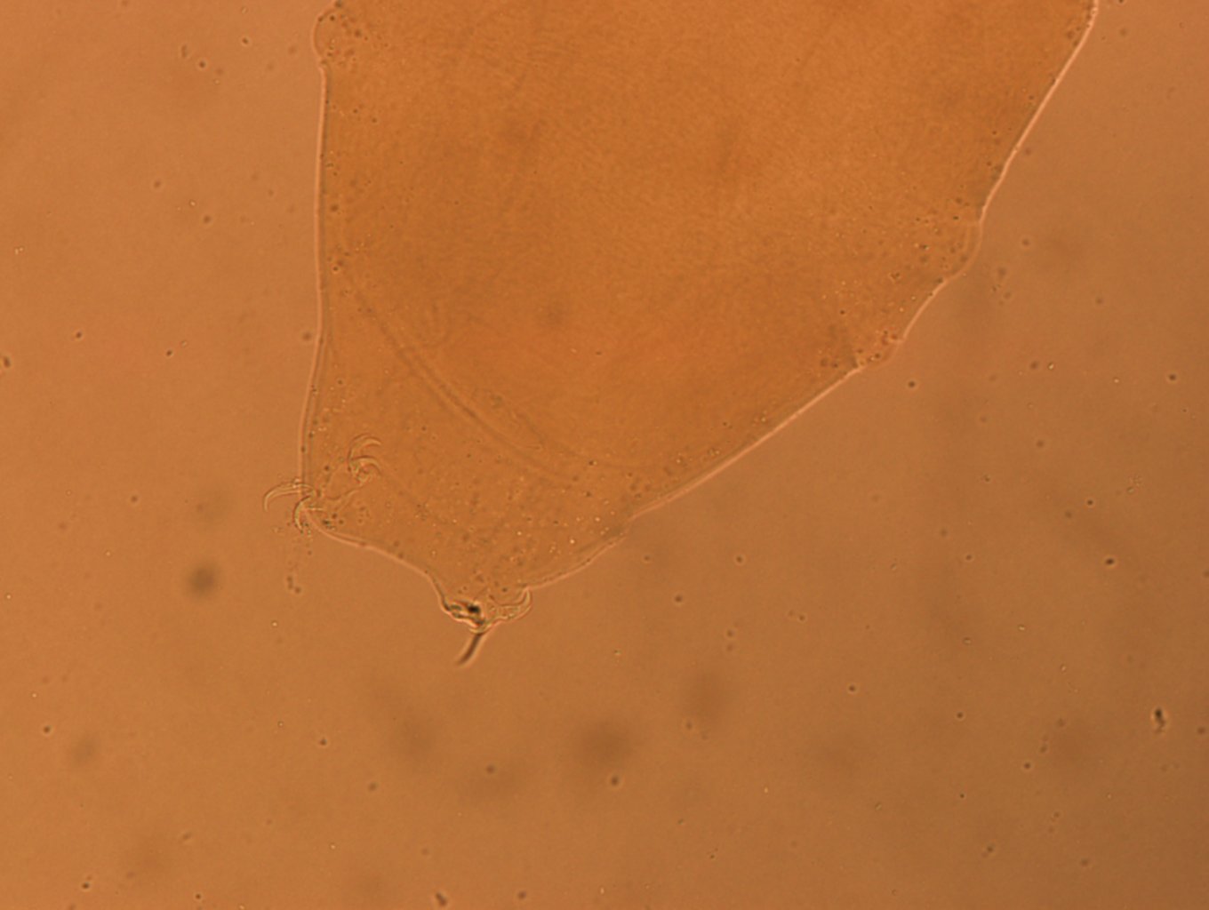 Itaquascon simplex image
