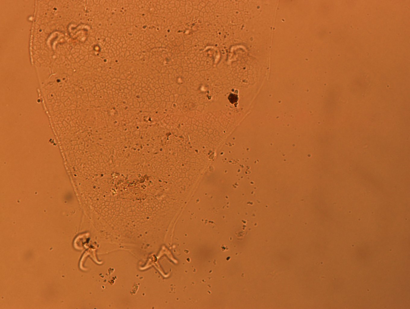 Doryphoribius flavus image