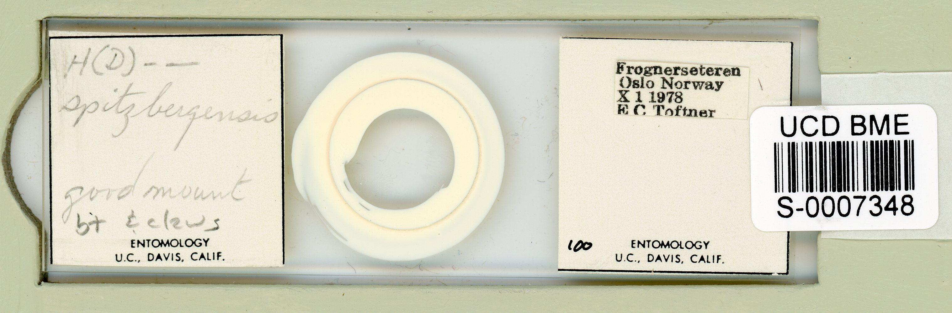 Mesocrista spitzbergensis image