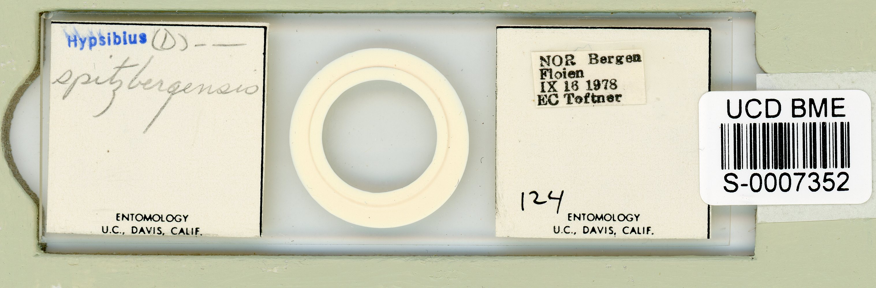Mesocrista spitzbergensis image