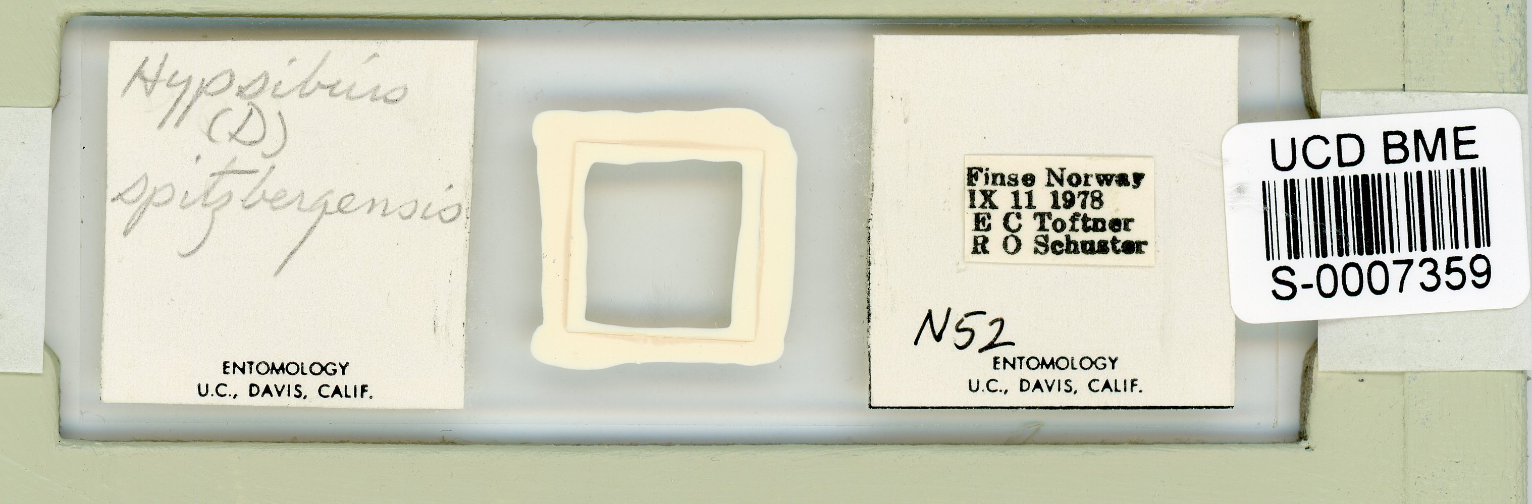 Mesocrista spitzbergensis image
