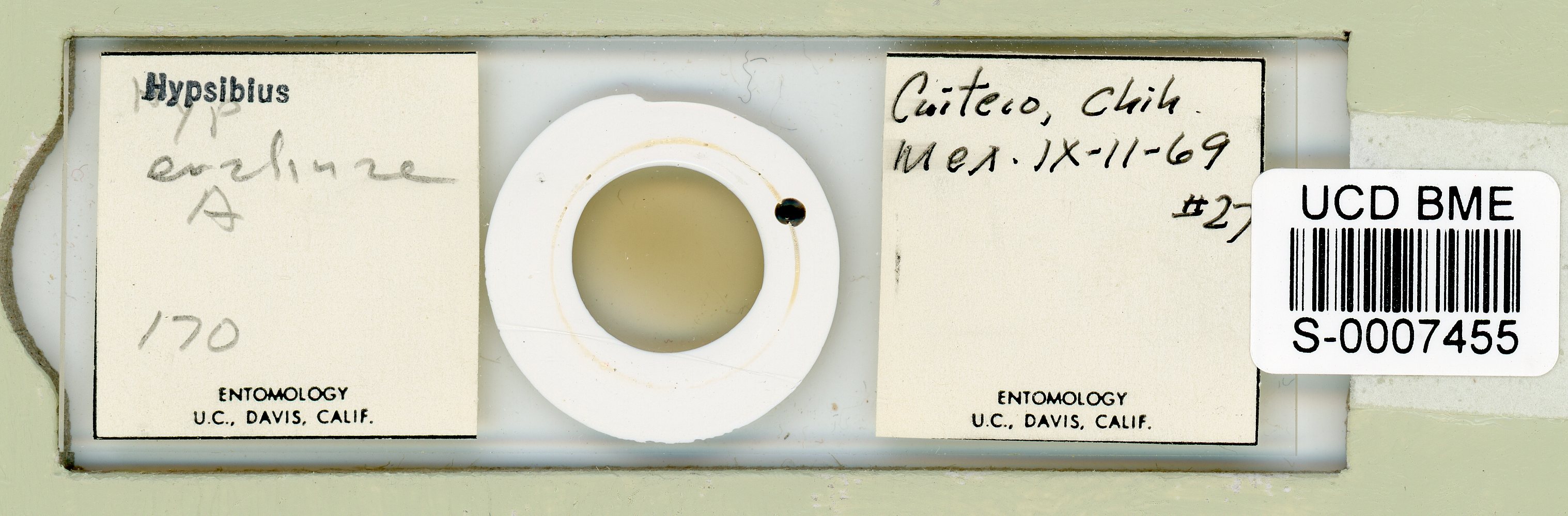 Doryphoribius evelinae image