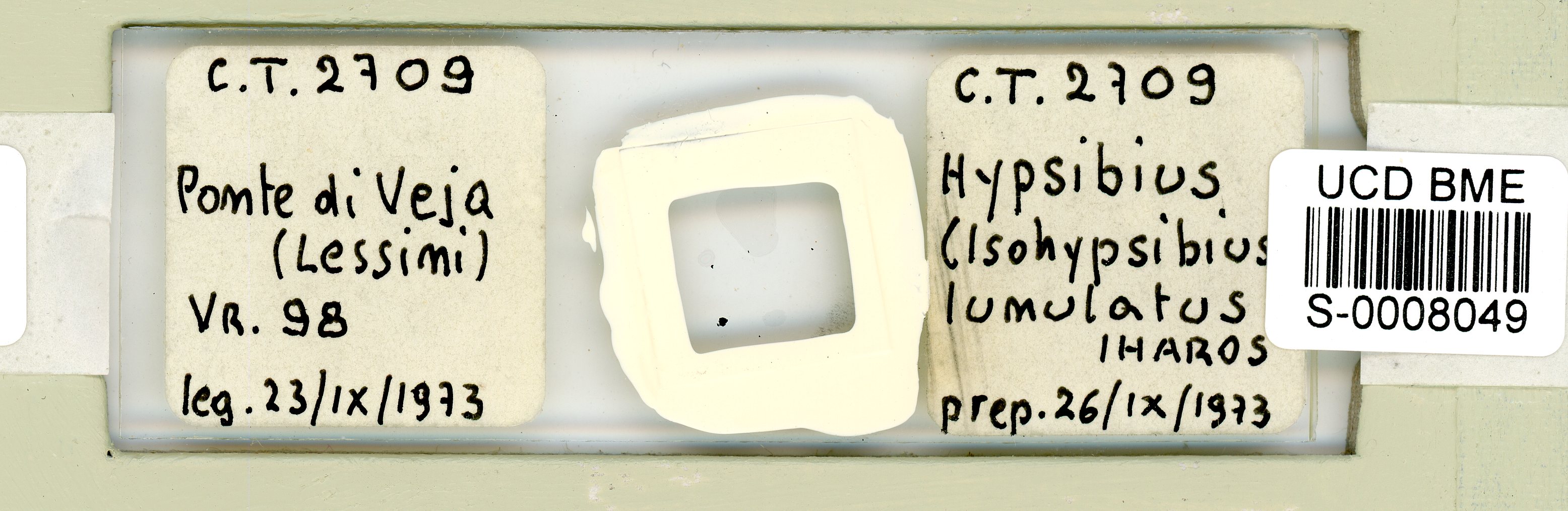 Isohypsibius lunulatus image