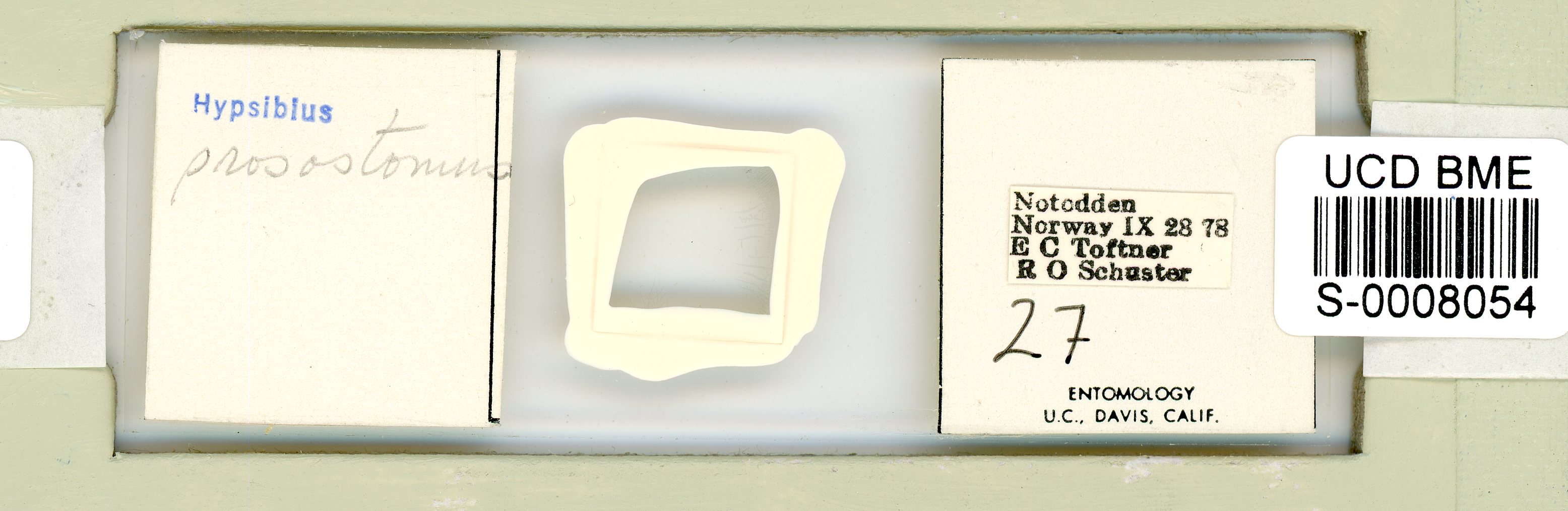 Isohypsibius prosostomus image