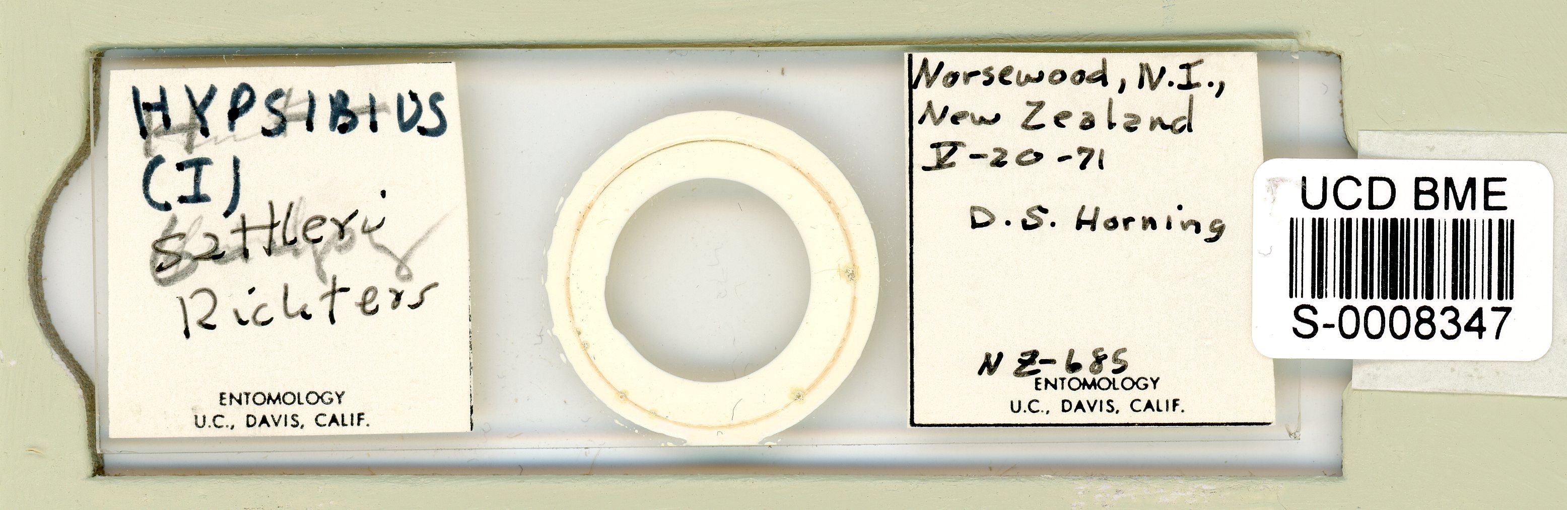 Isohypsibius sattleri image