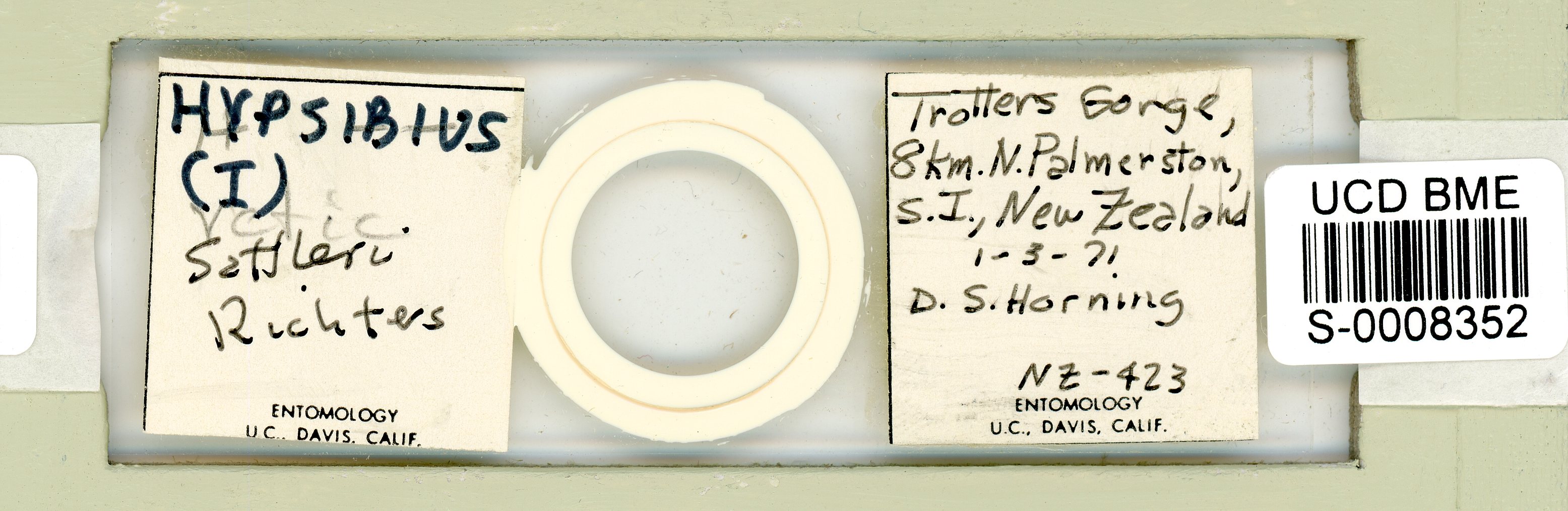 Isohypsibius sattleri image