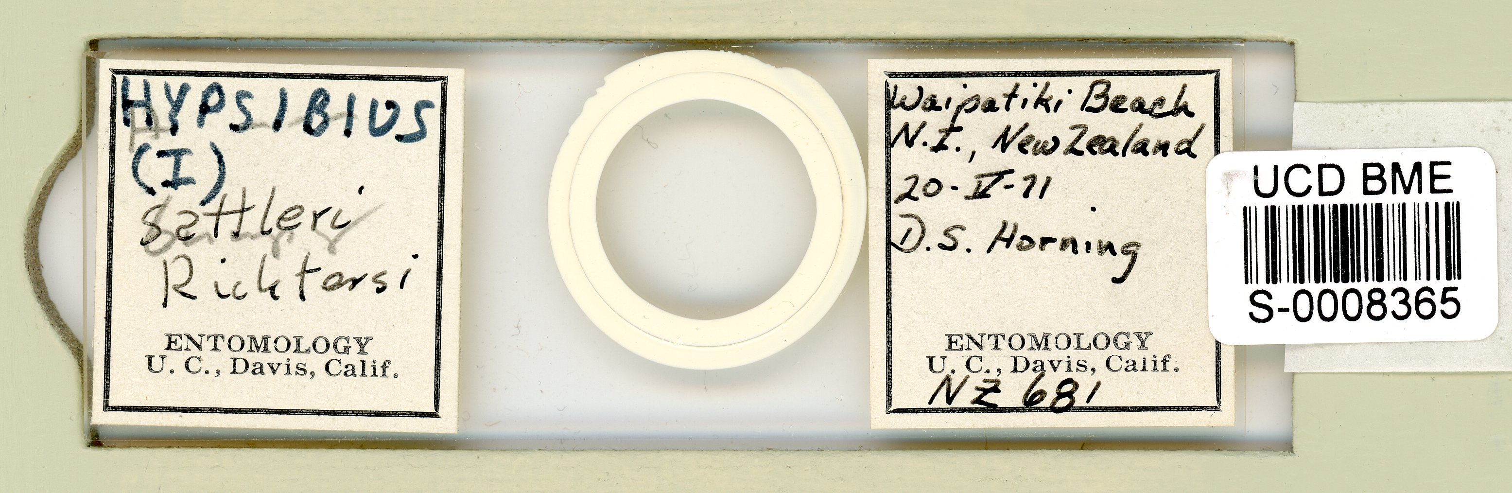 Isohypsibius sattleri image