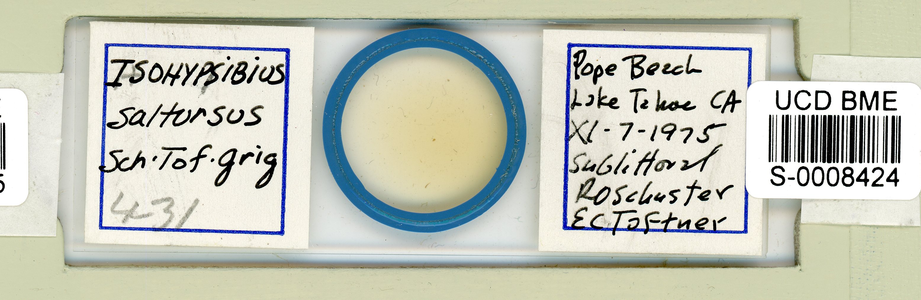 Thulinius saltursus image