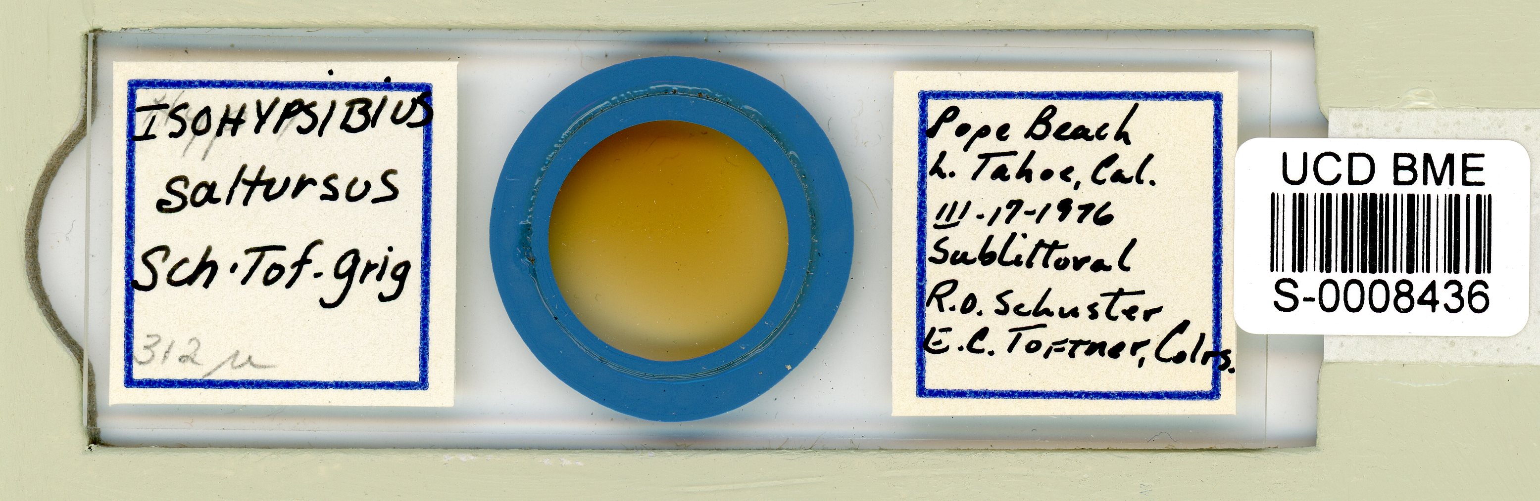 Thulinius saltursus image