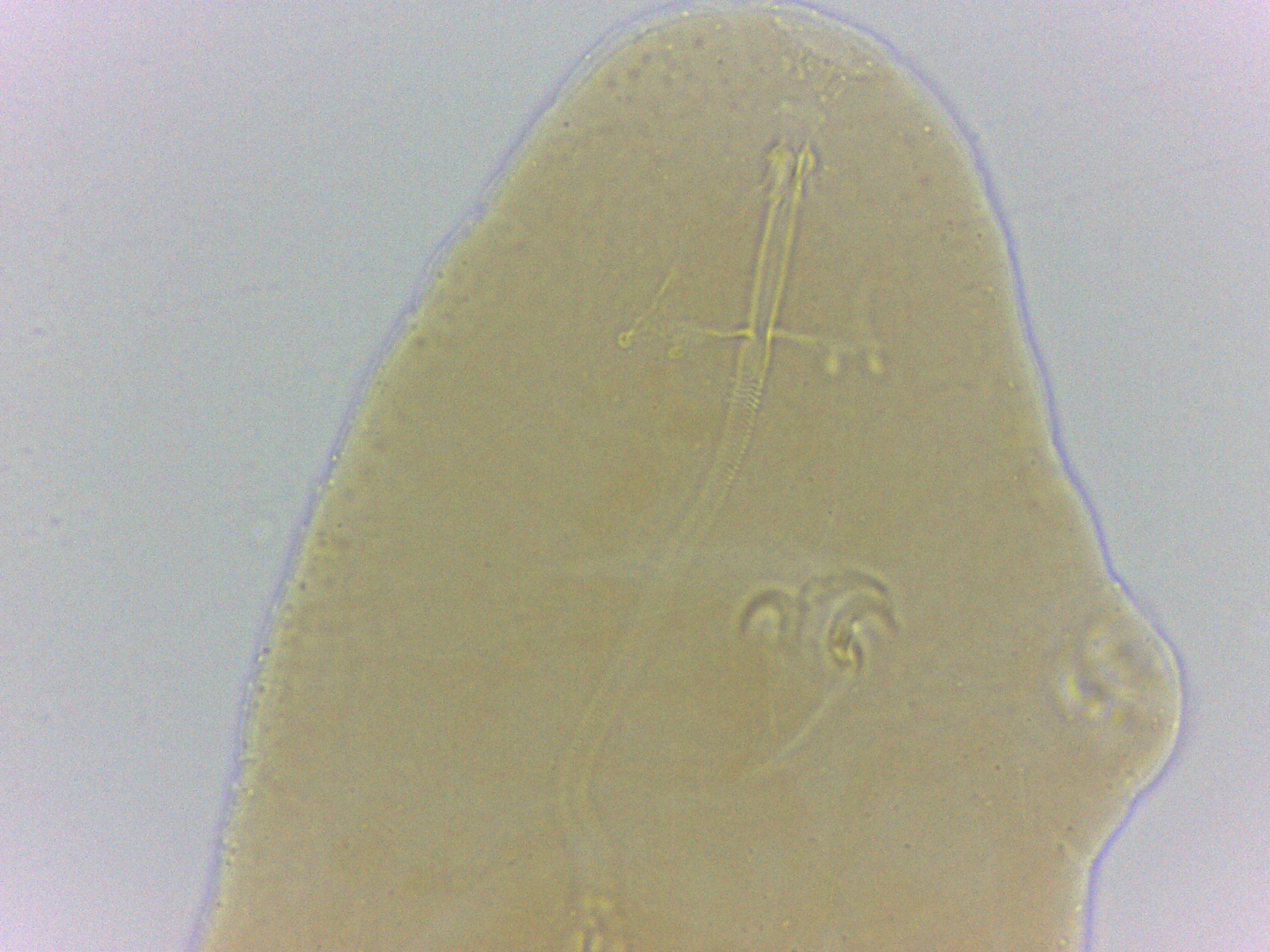 Adropion belgicae image