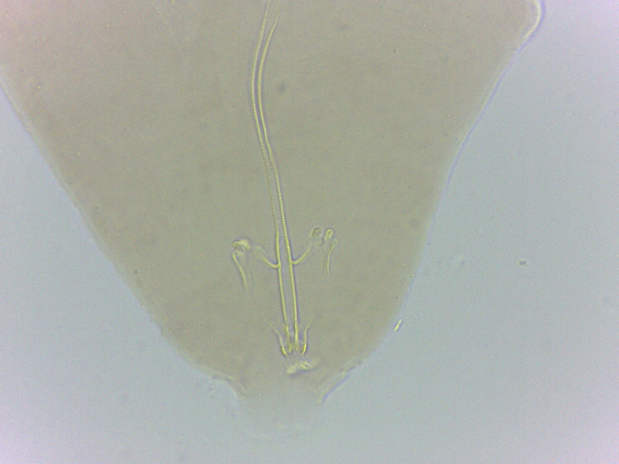 Adropion belgicae image