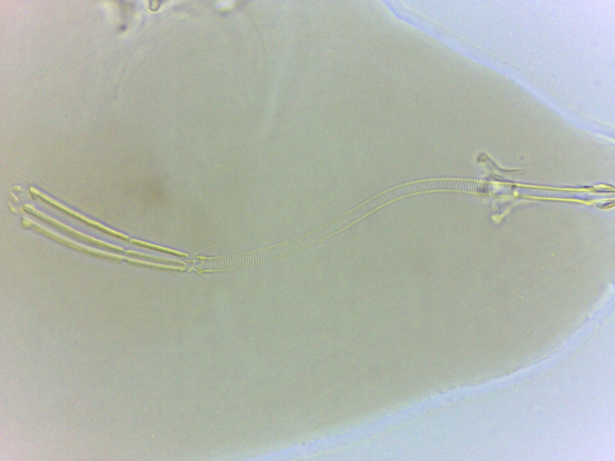 Adropion belgicae image