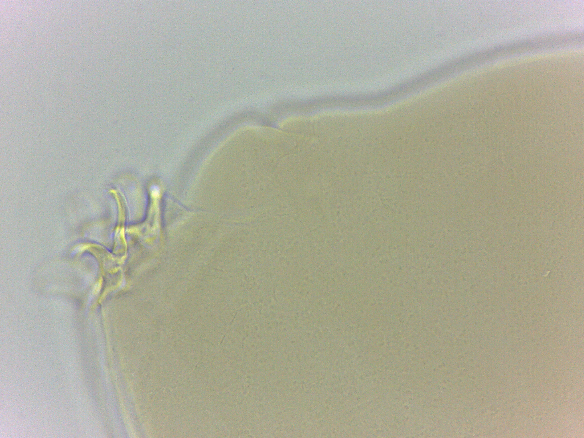 Adropion belgicae image