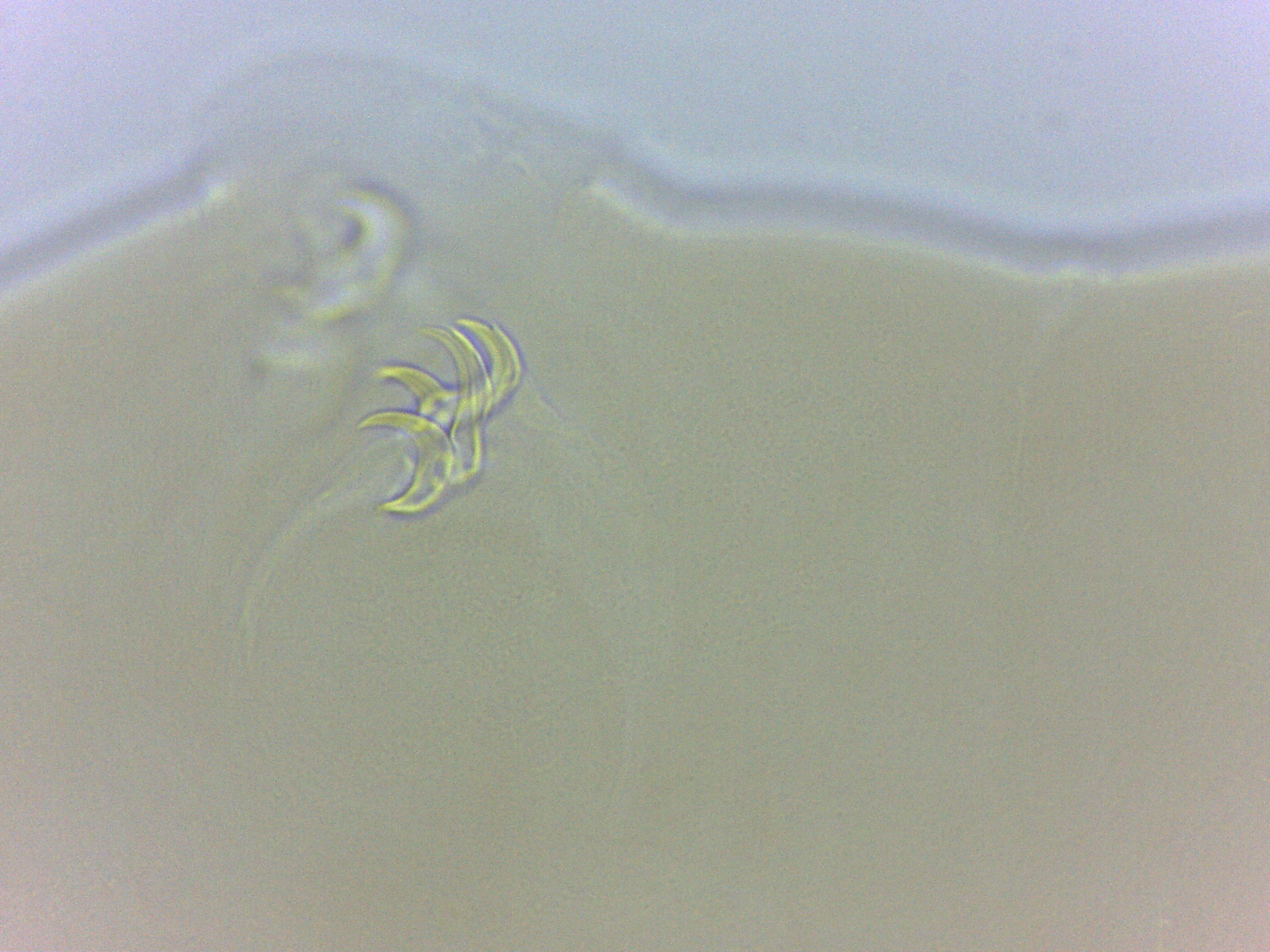 Adropion belgicae image