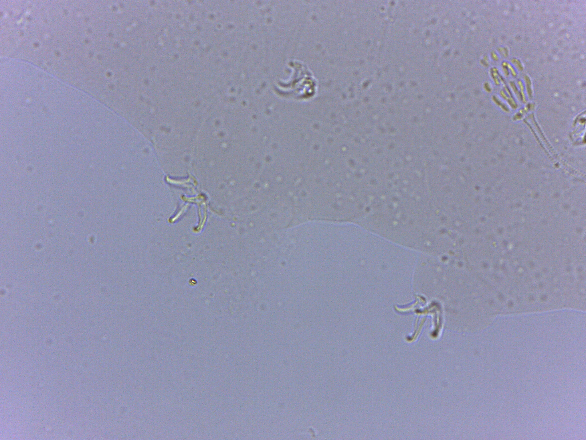 Pilatobius oculatus image