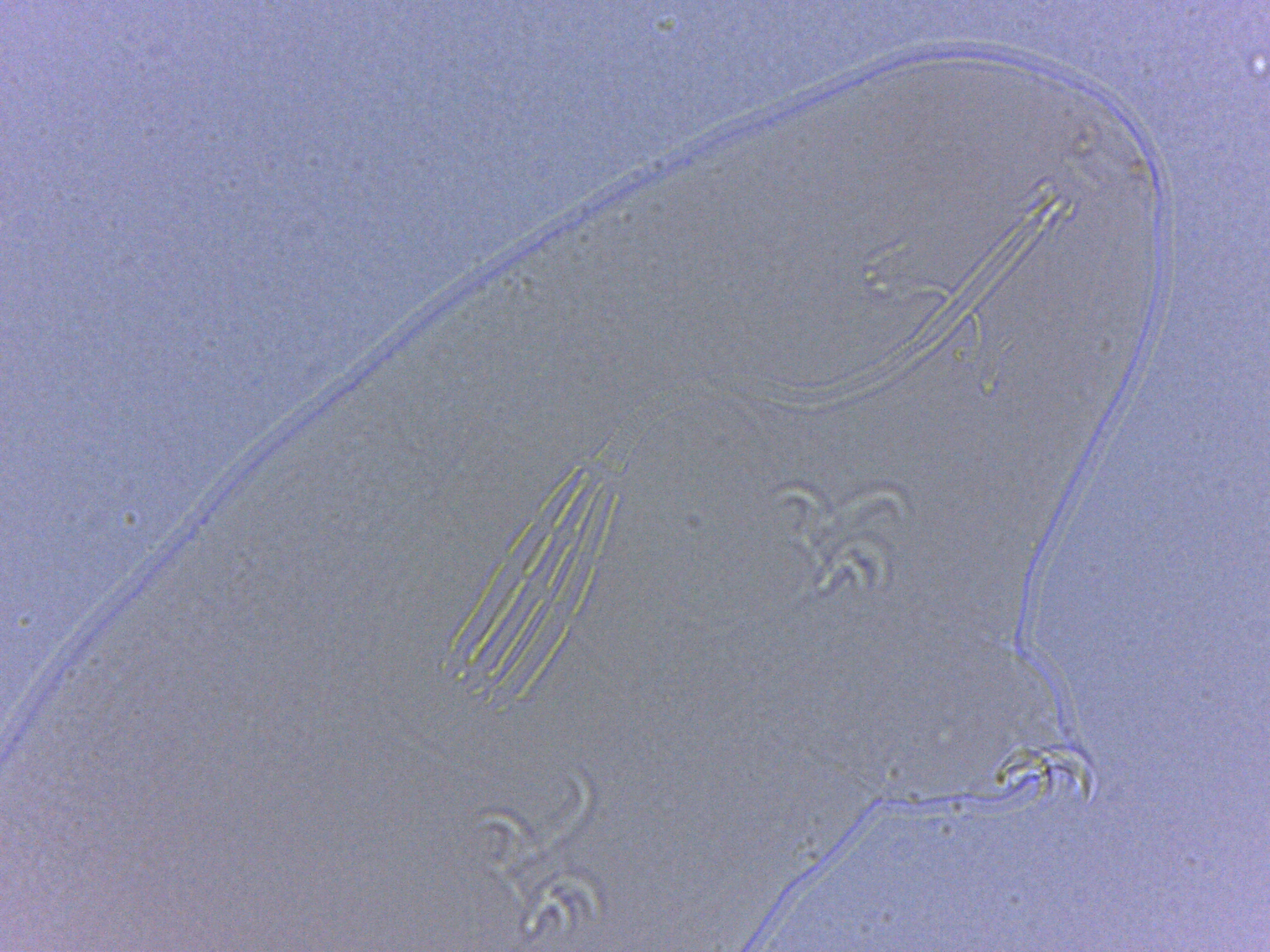 Adropion scoticum image