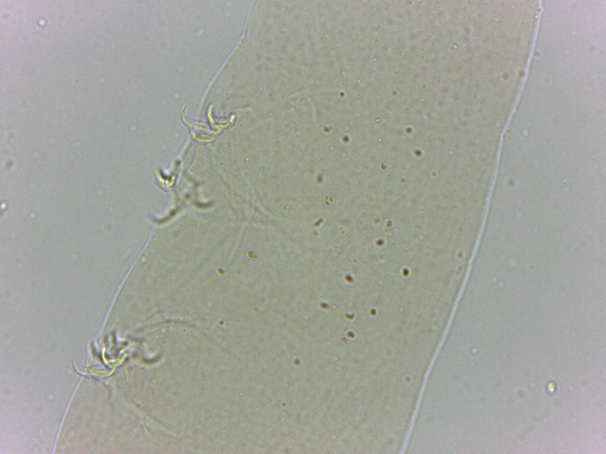 Adropion image