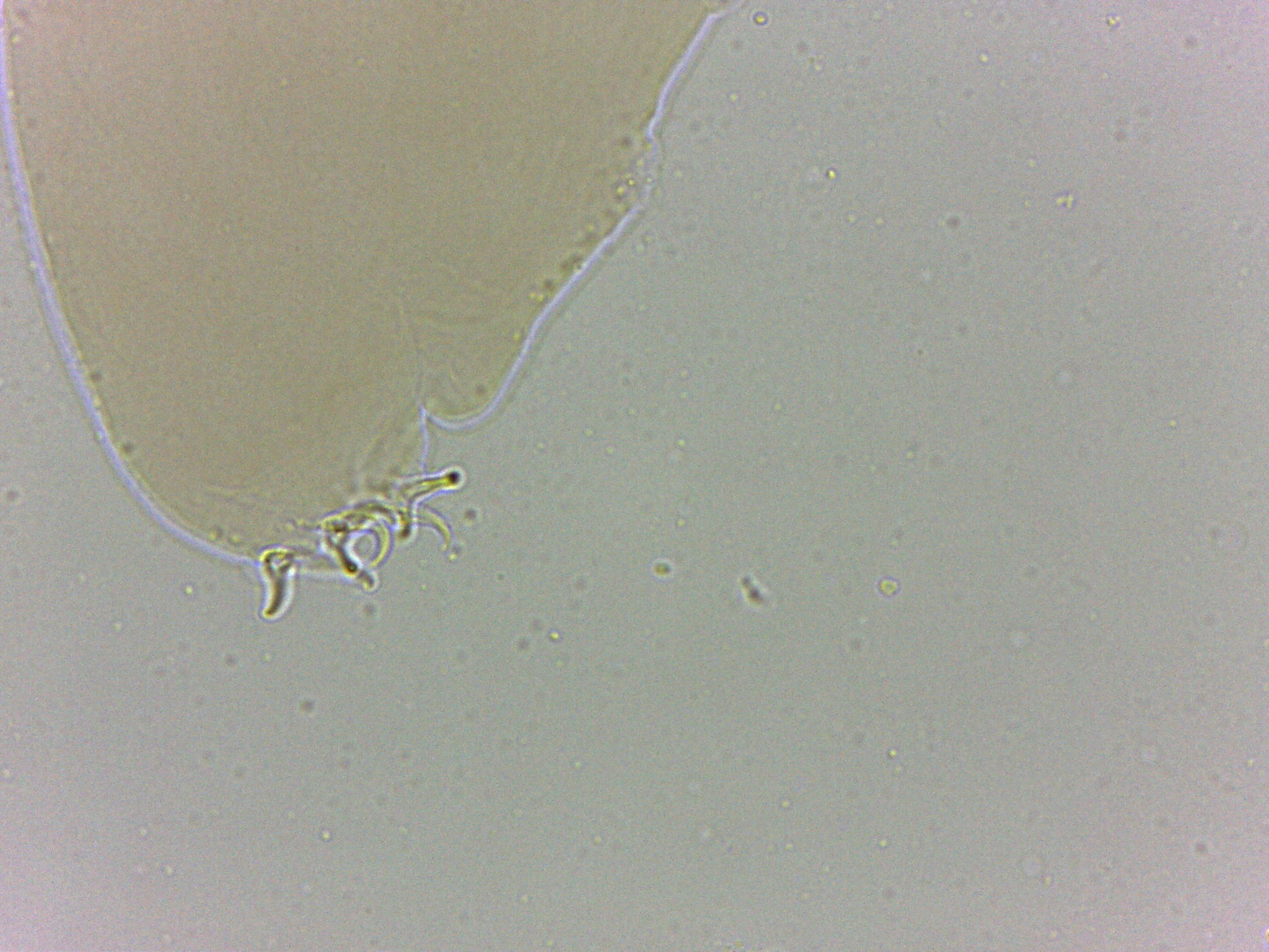 Adropion image
