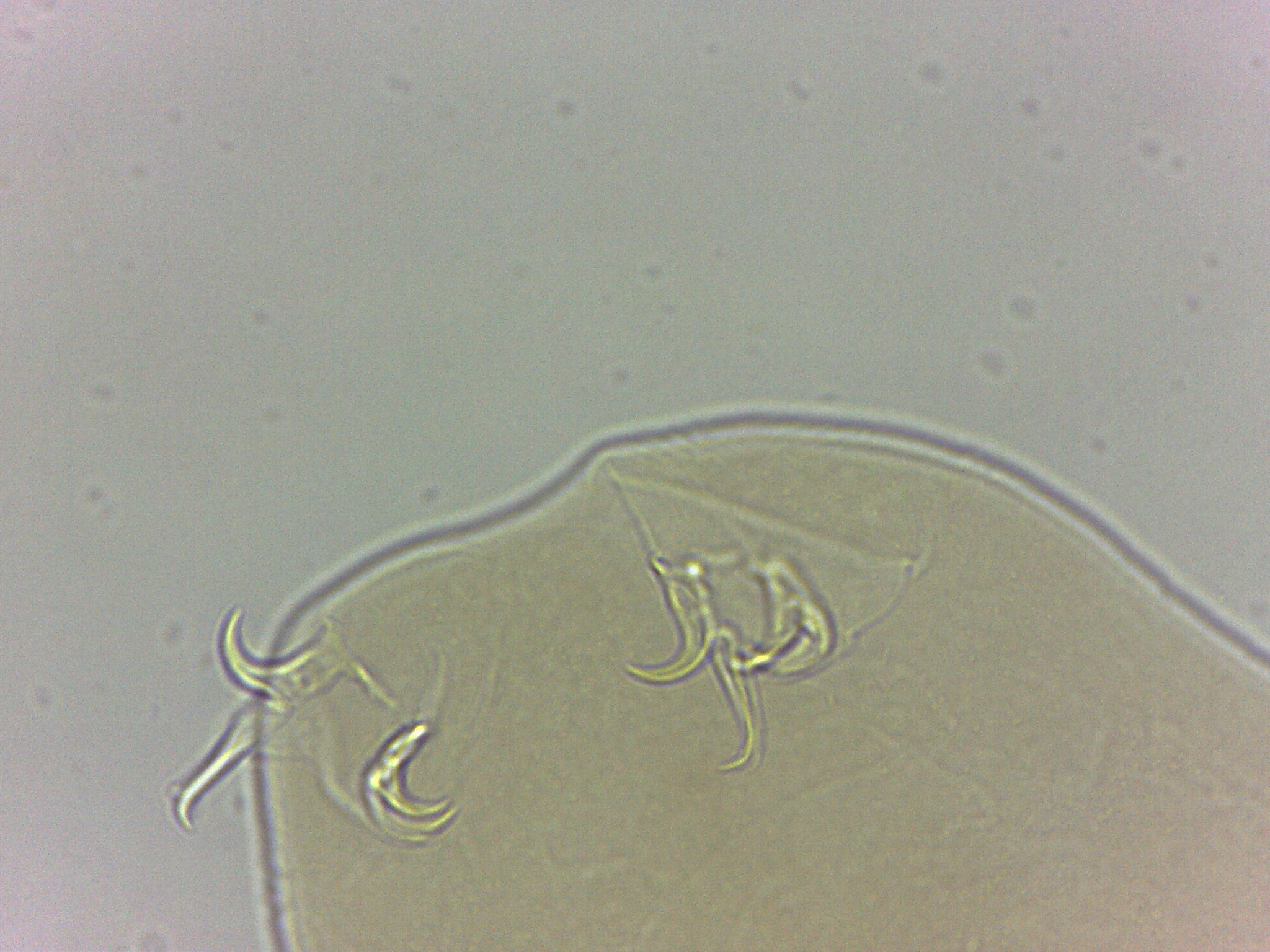 Adropion scoticum image