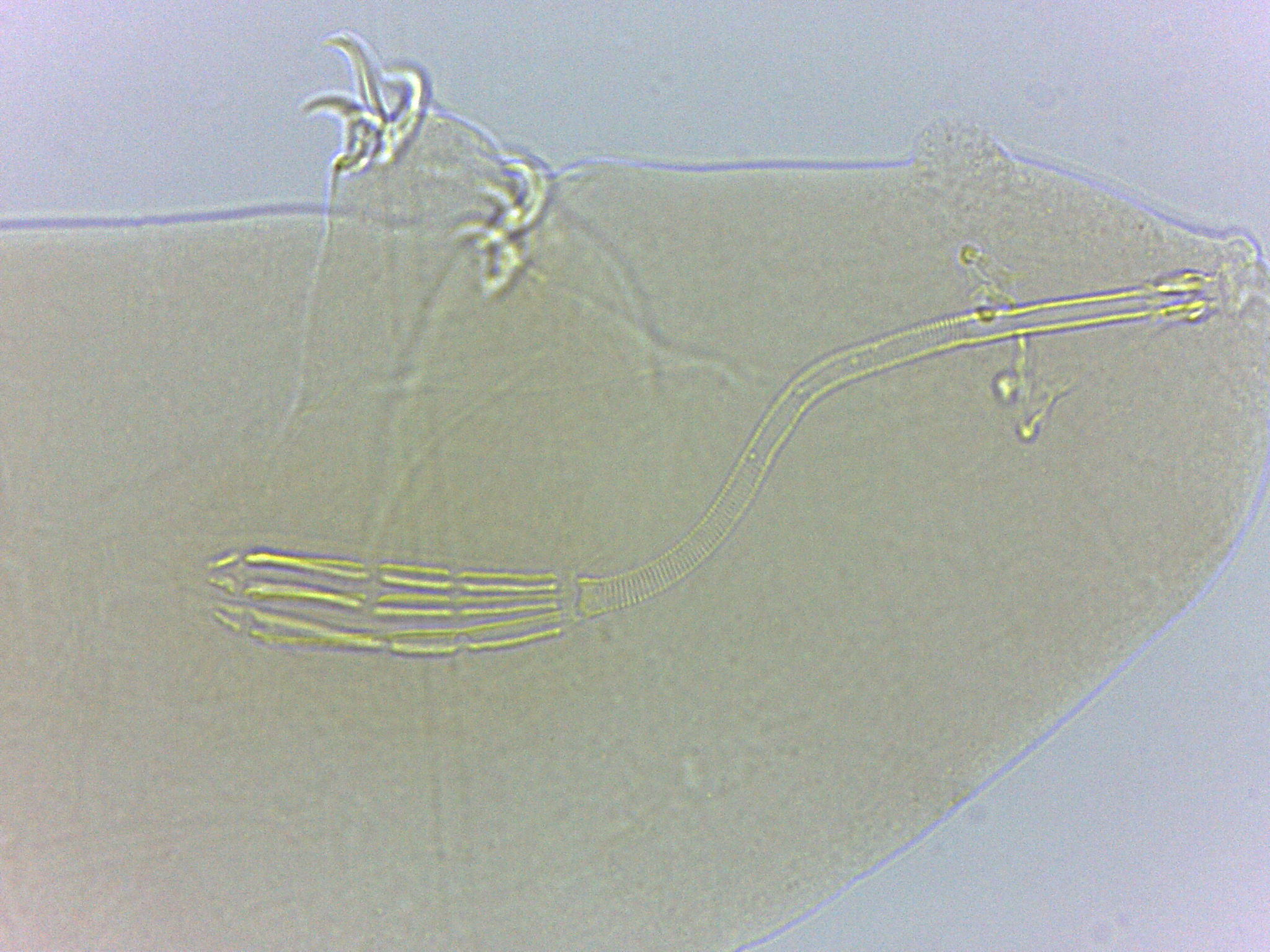 Adropion scoticum image