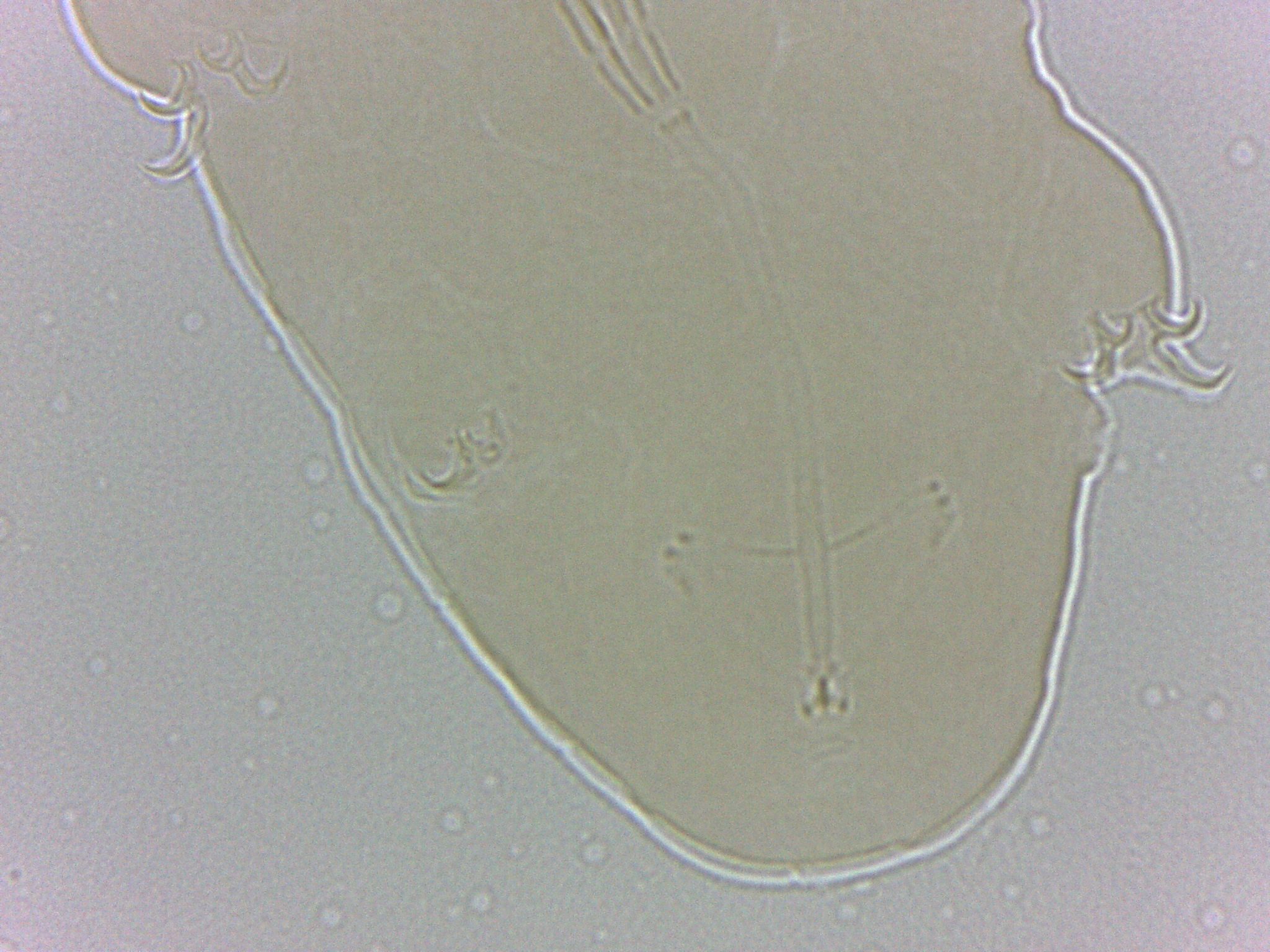 Adropion scoticum image
