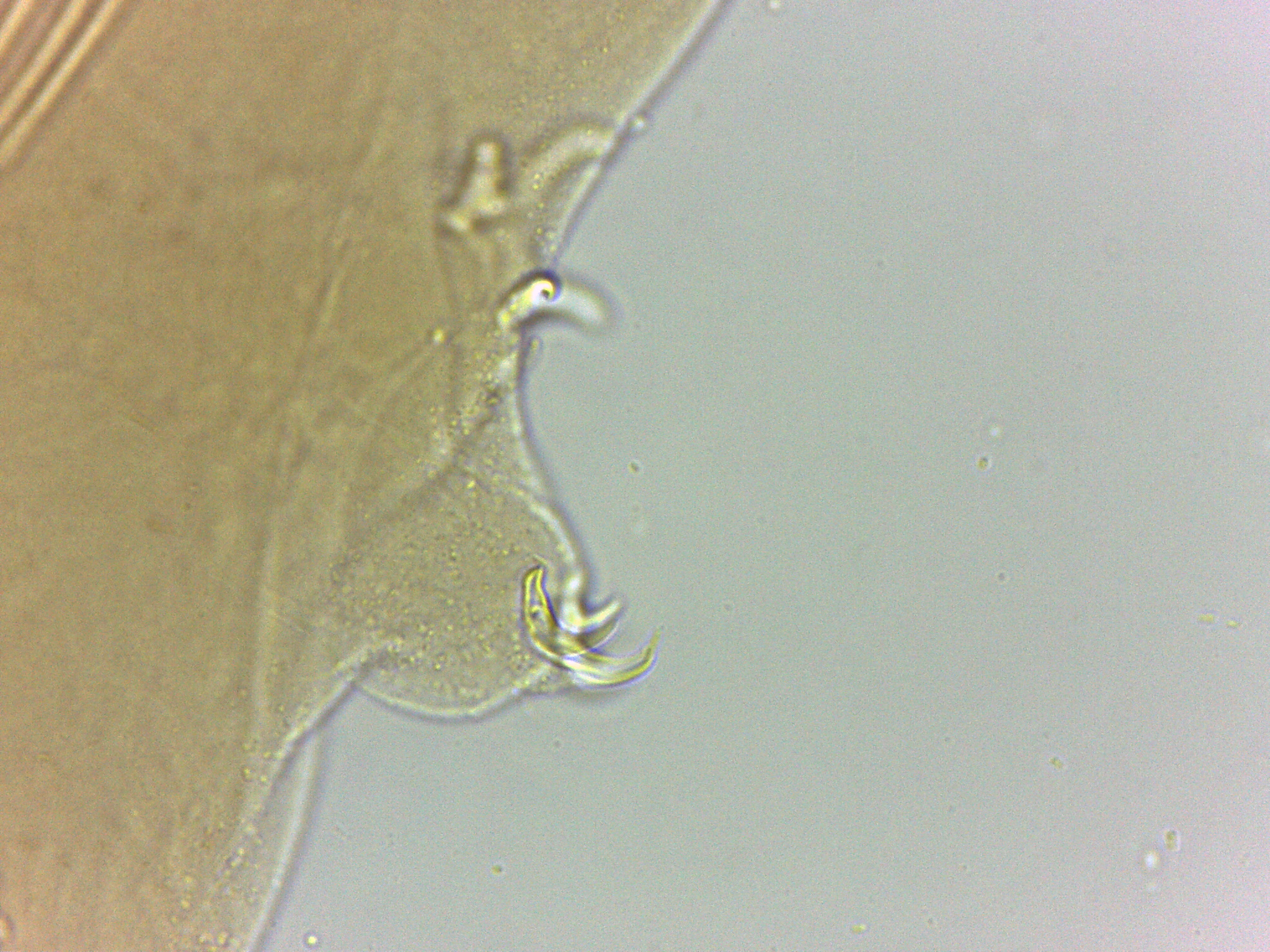 Adropion scoticum image