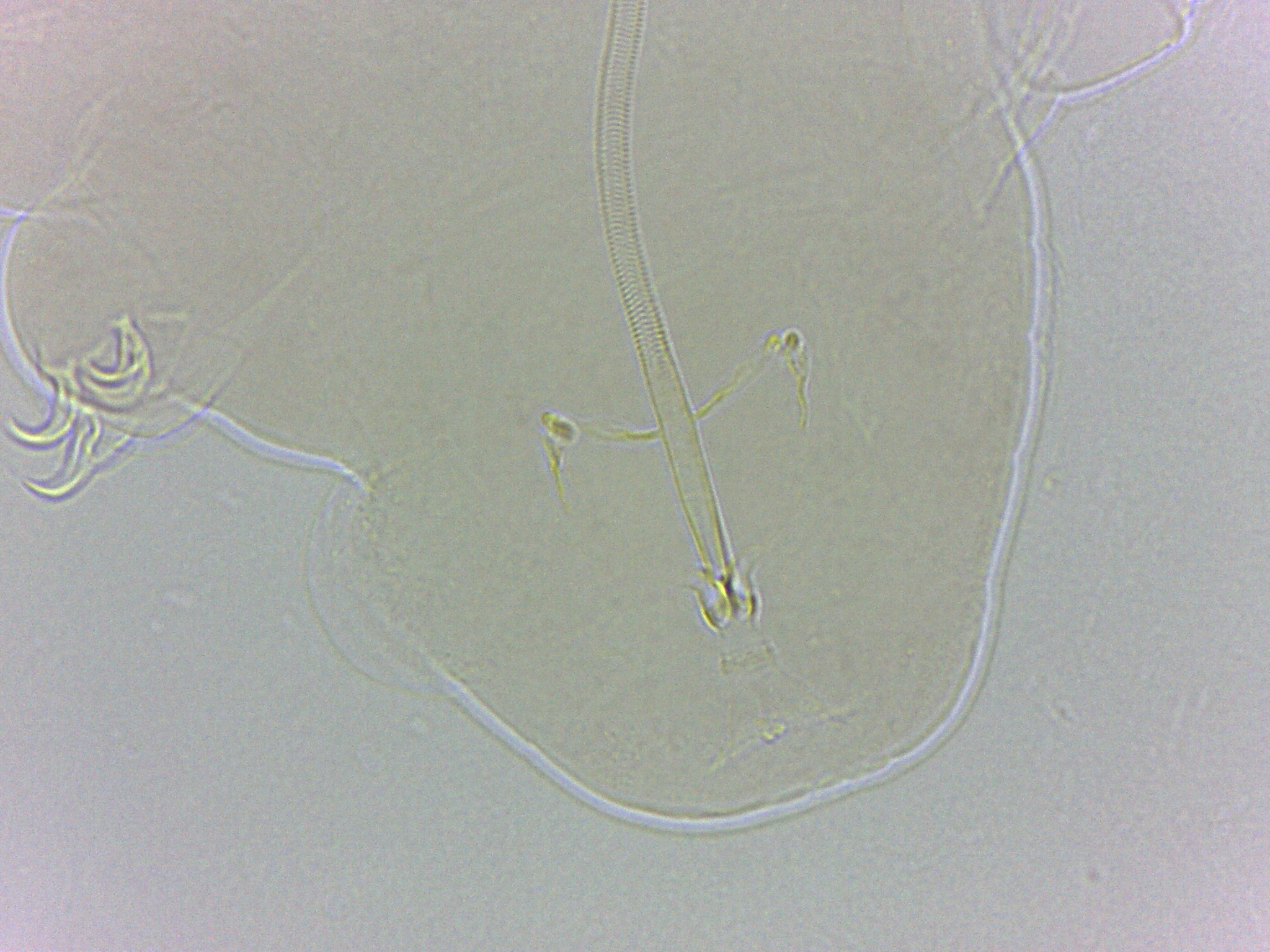 Adropion scoticum image