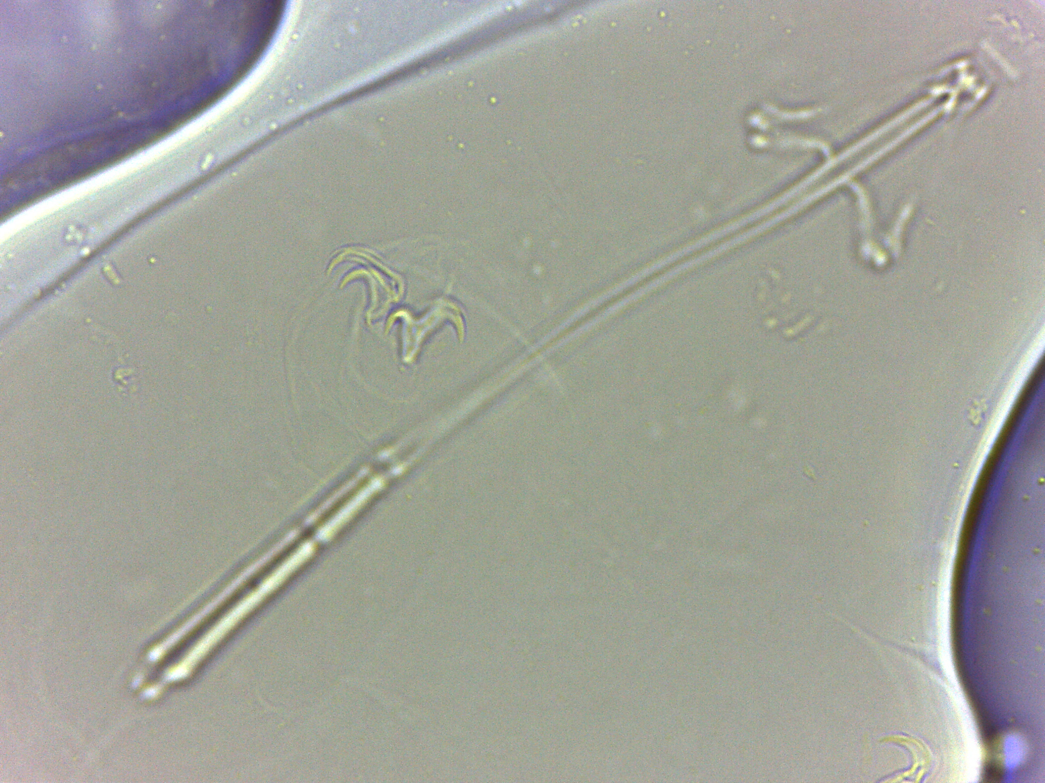 Adropion scoticum image