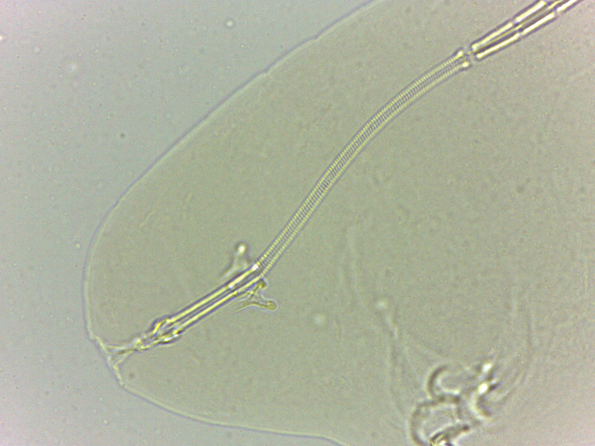 Adropion scoticum image