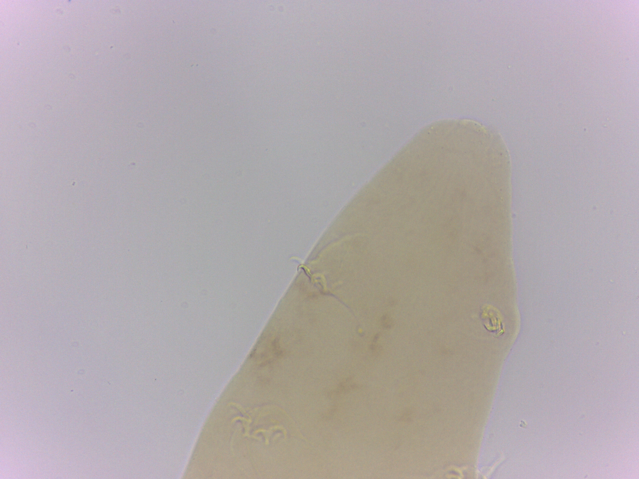 Itaquascon simplex image