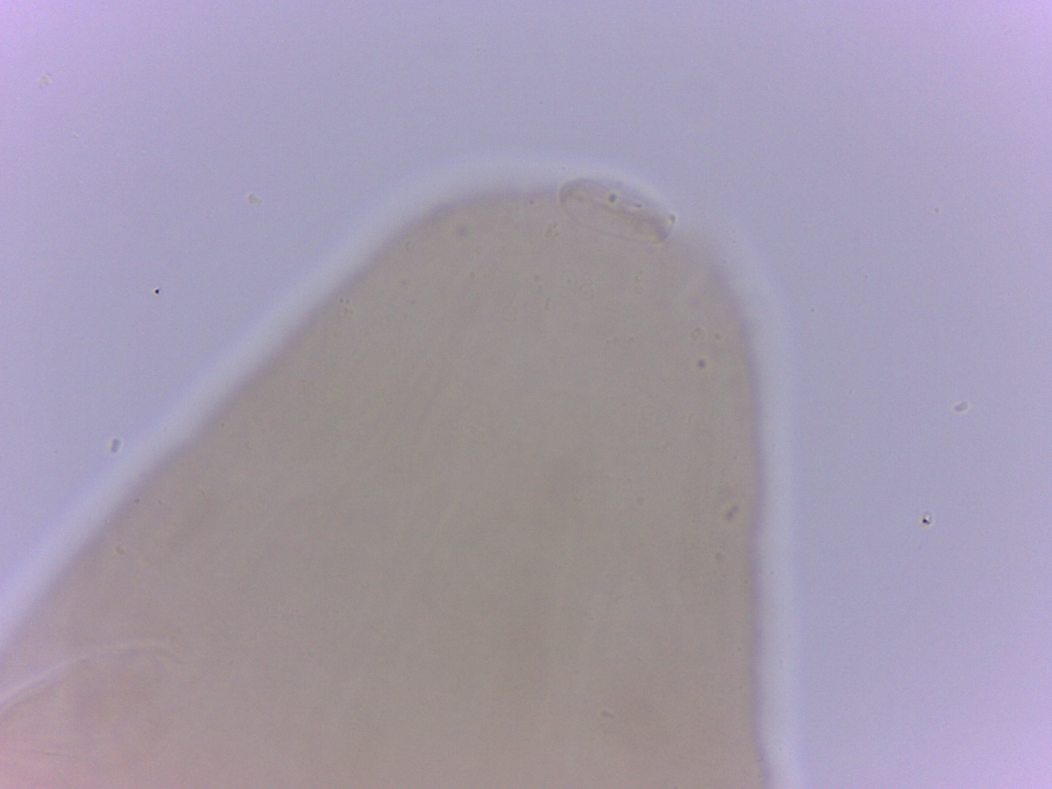 Itaquascon simplex image