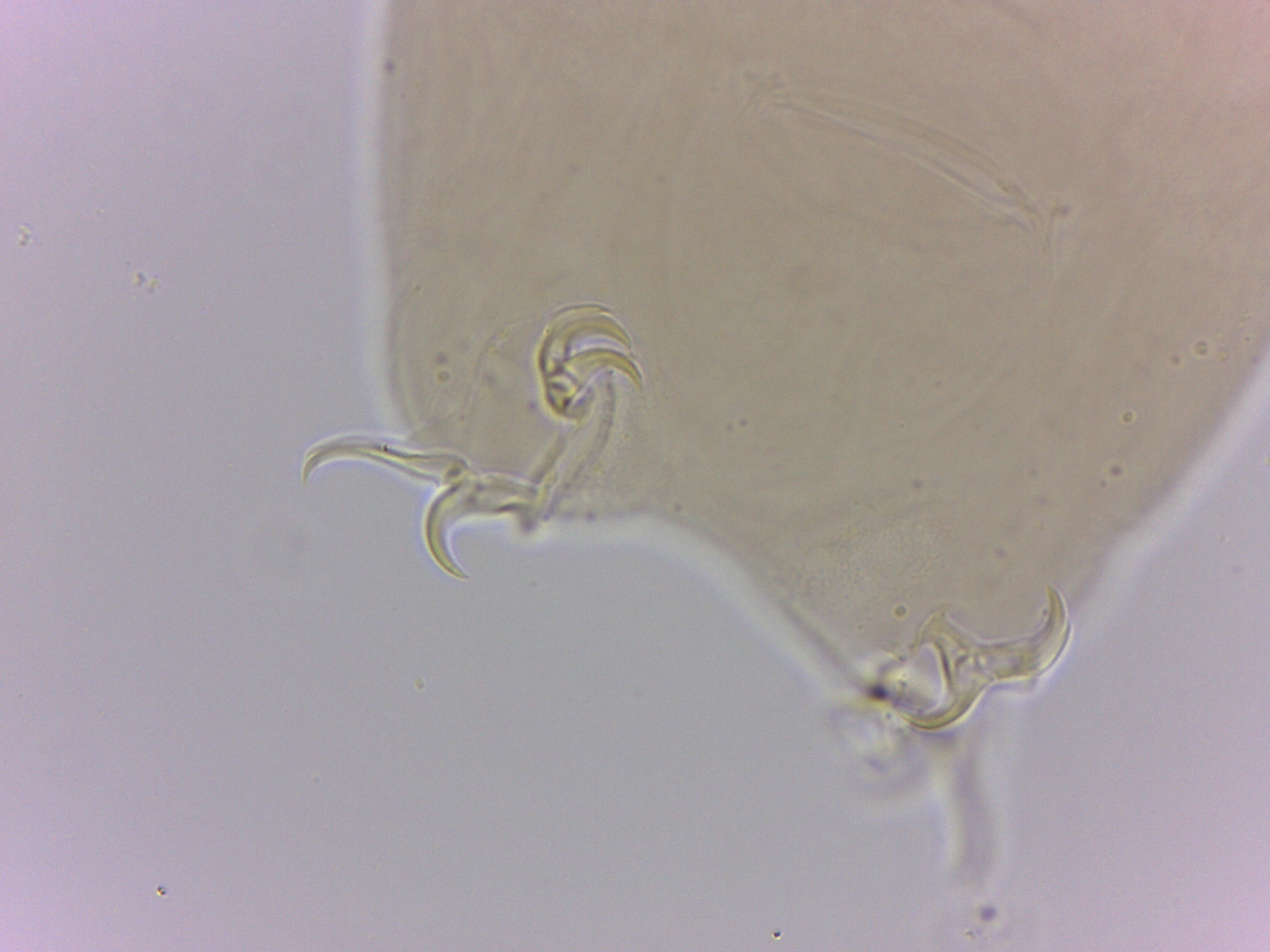 Itaquascon image