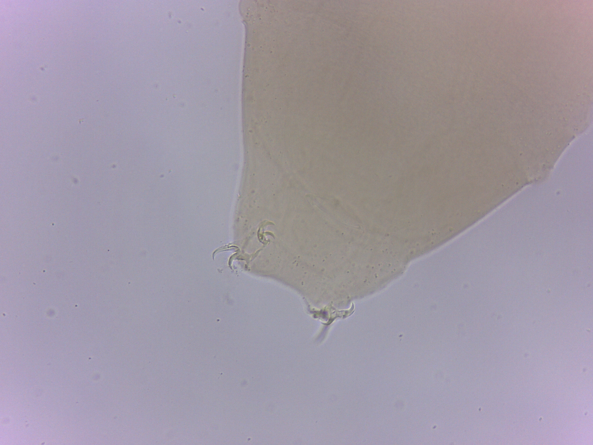 Itaquascon simplex image