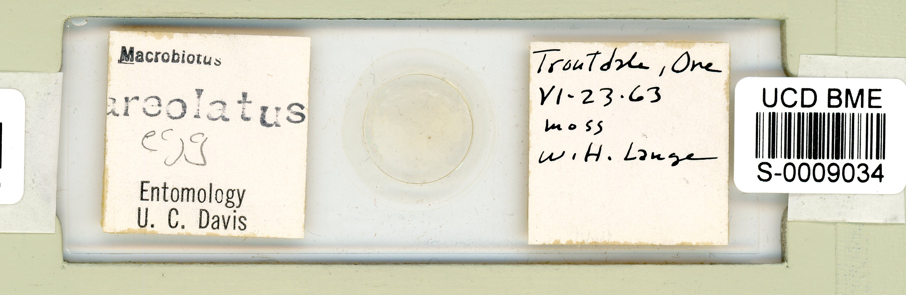 Paramacrobiotus image