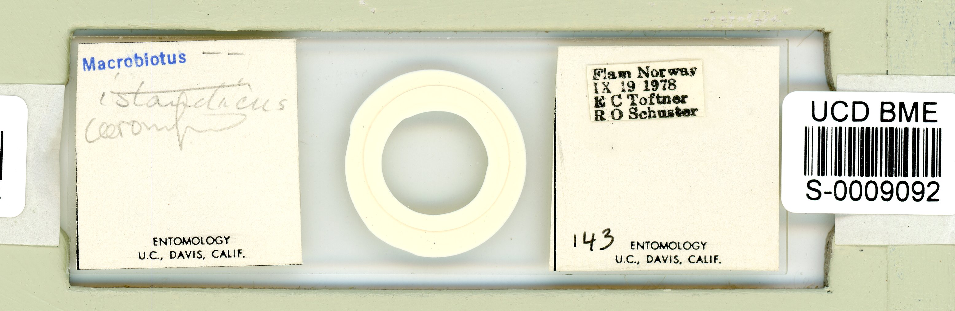 Richtersius image