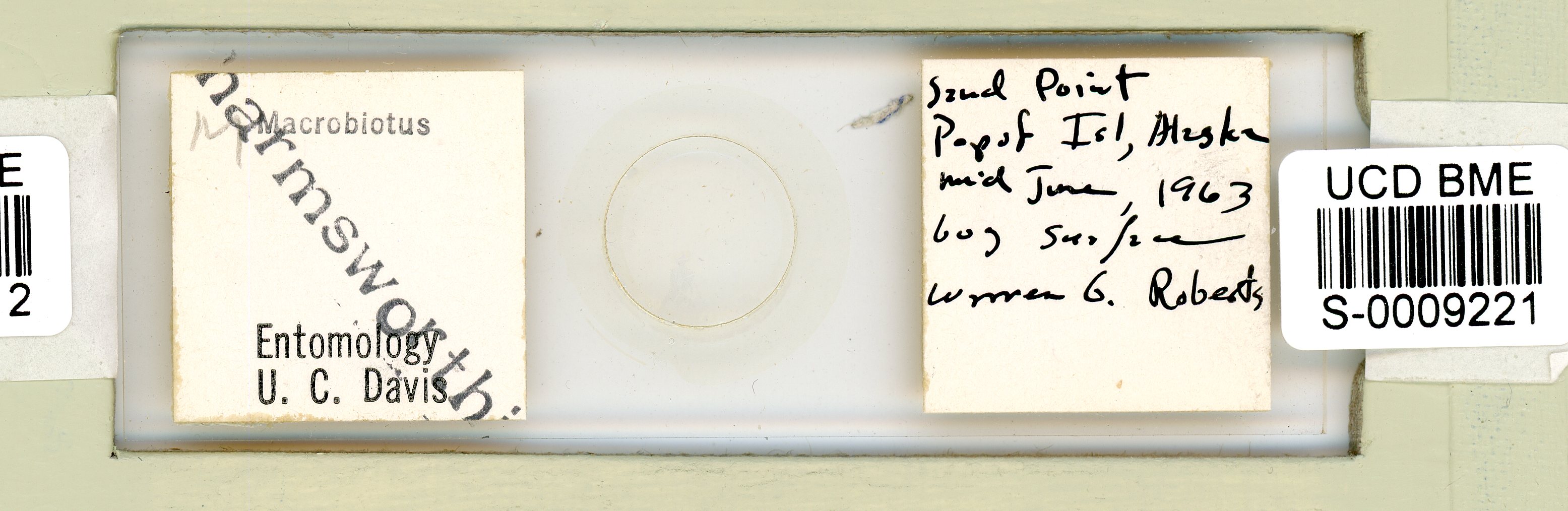 Mesobiotus harmsworthi image