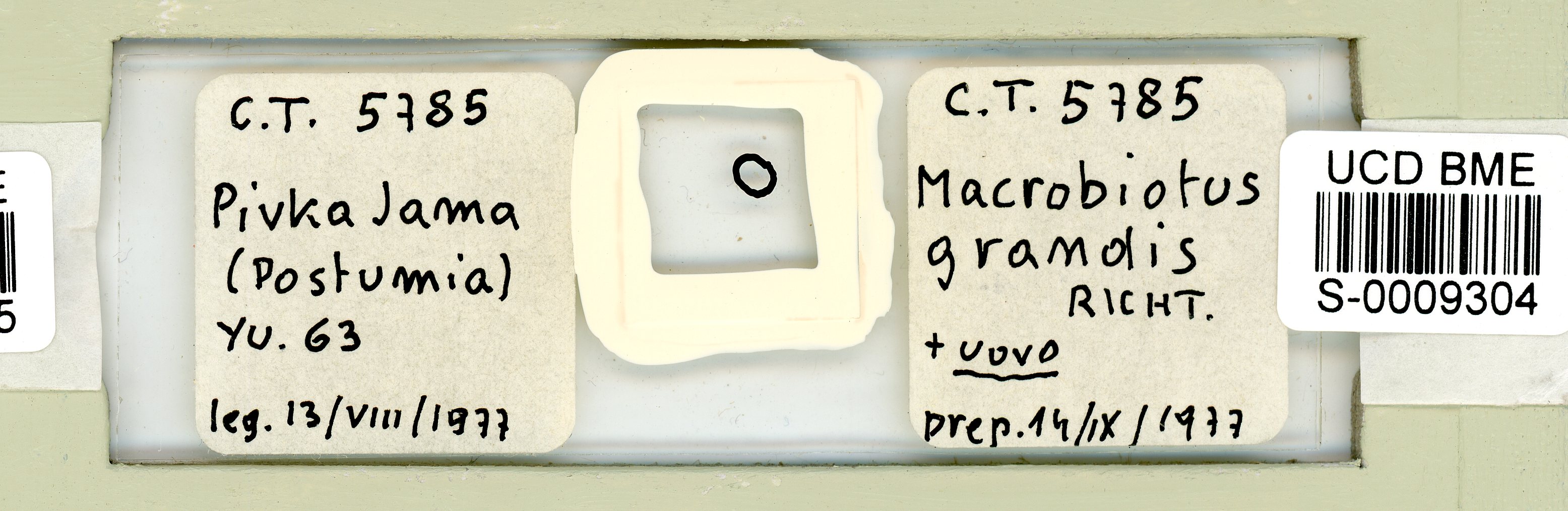 Macrobiotus grandis image