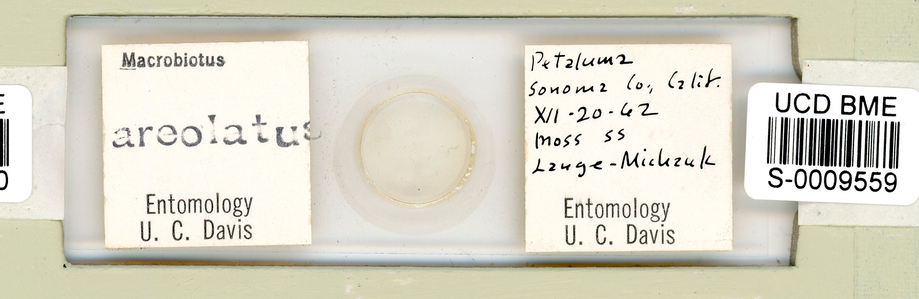 Paramacrobiotus areolatus image