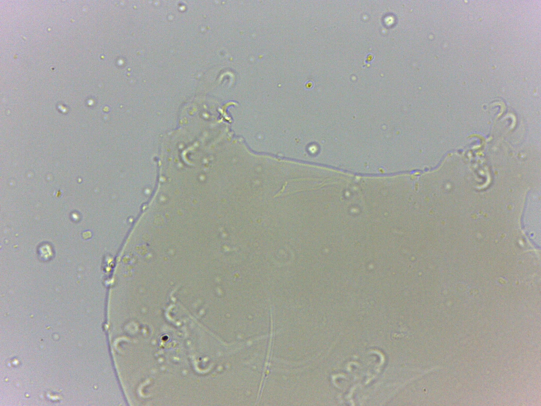 Archechiniscus marci image