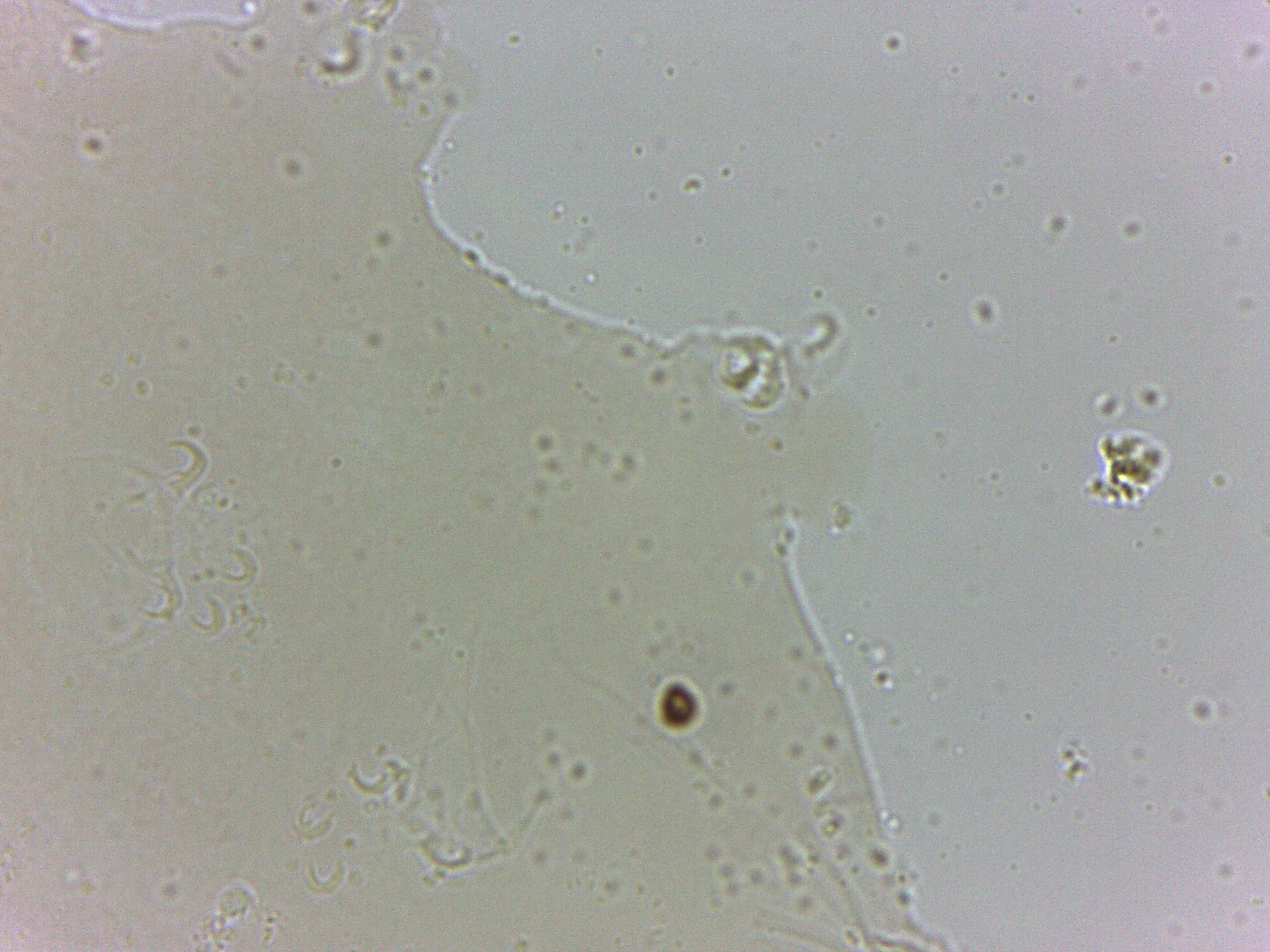 Archechiniscus marci image