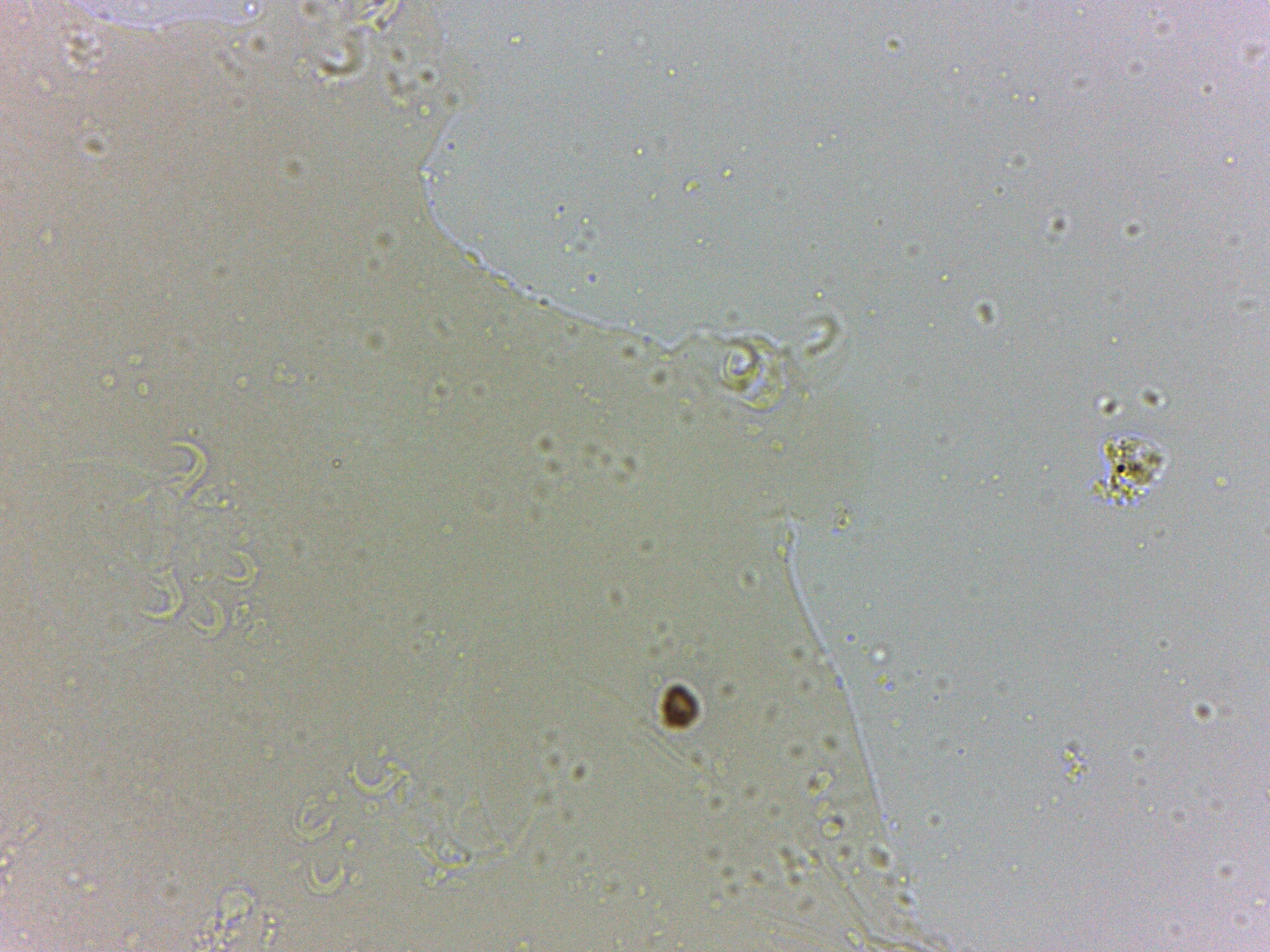 Arthrotardigrada image
