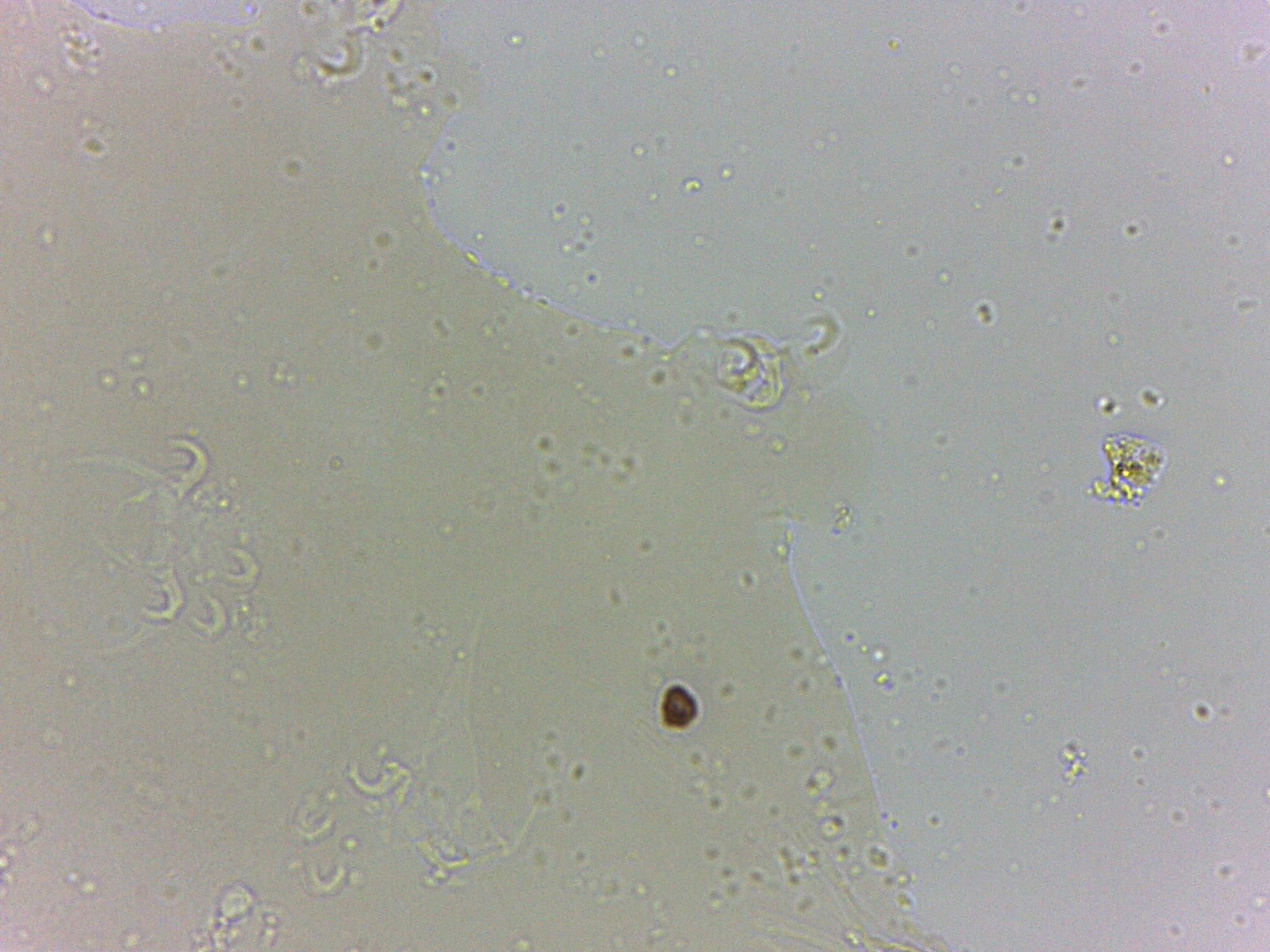 Archechiniscidae image